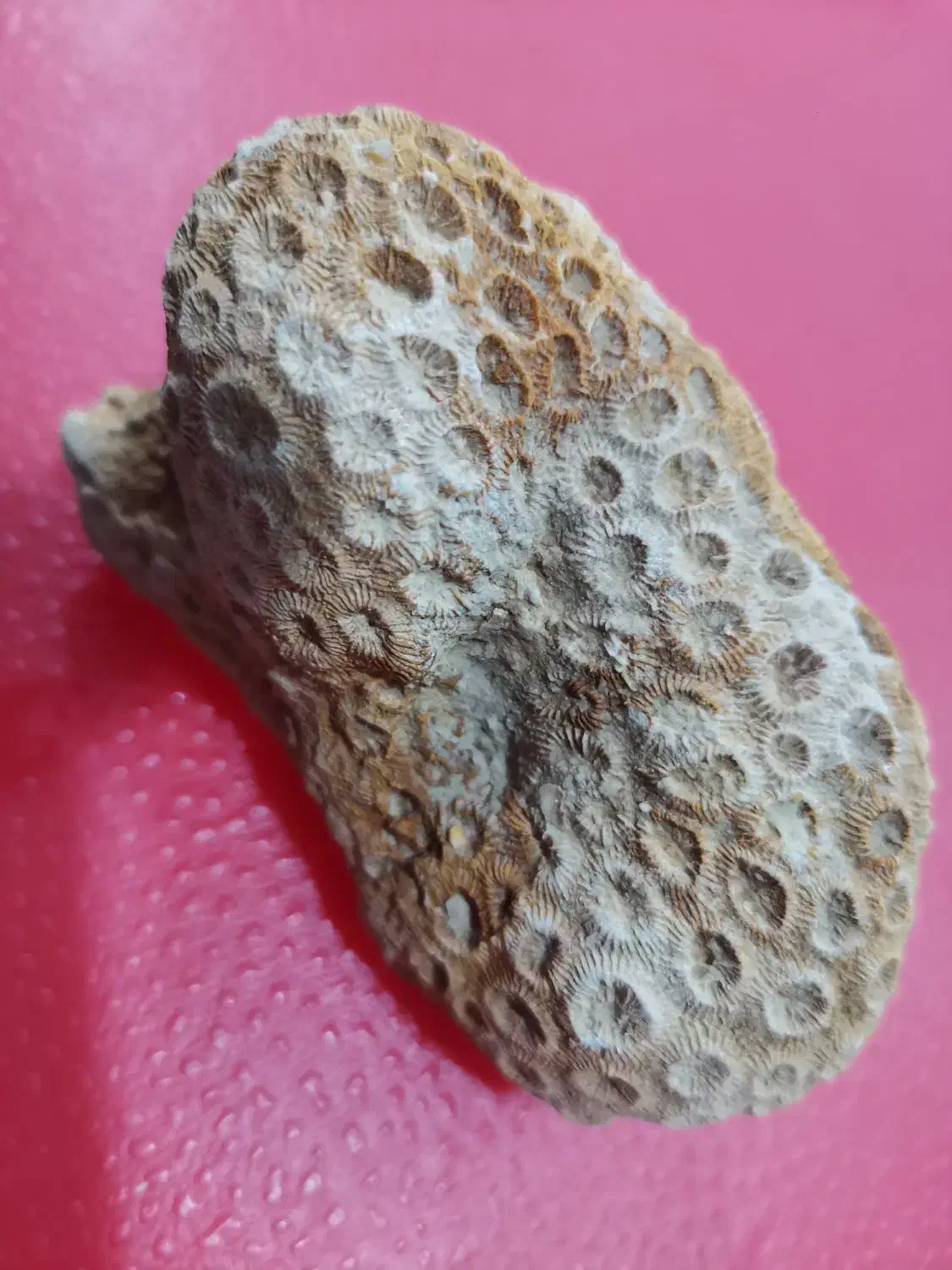 فسیل|کلکسیون اشیاء عتیقه|یزد, |دیوار