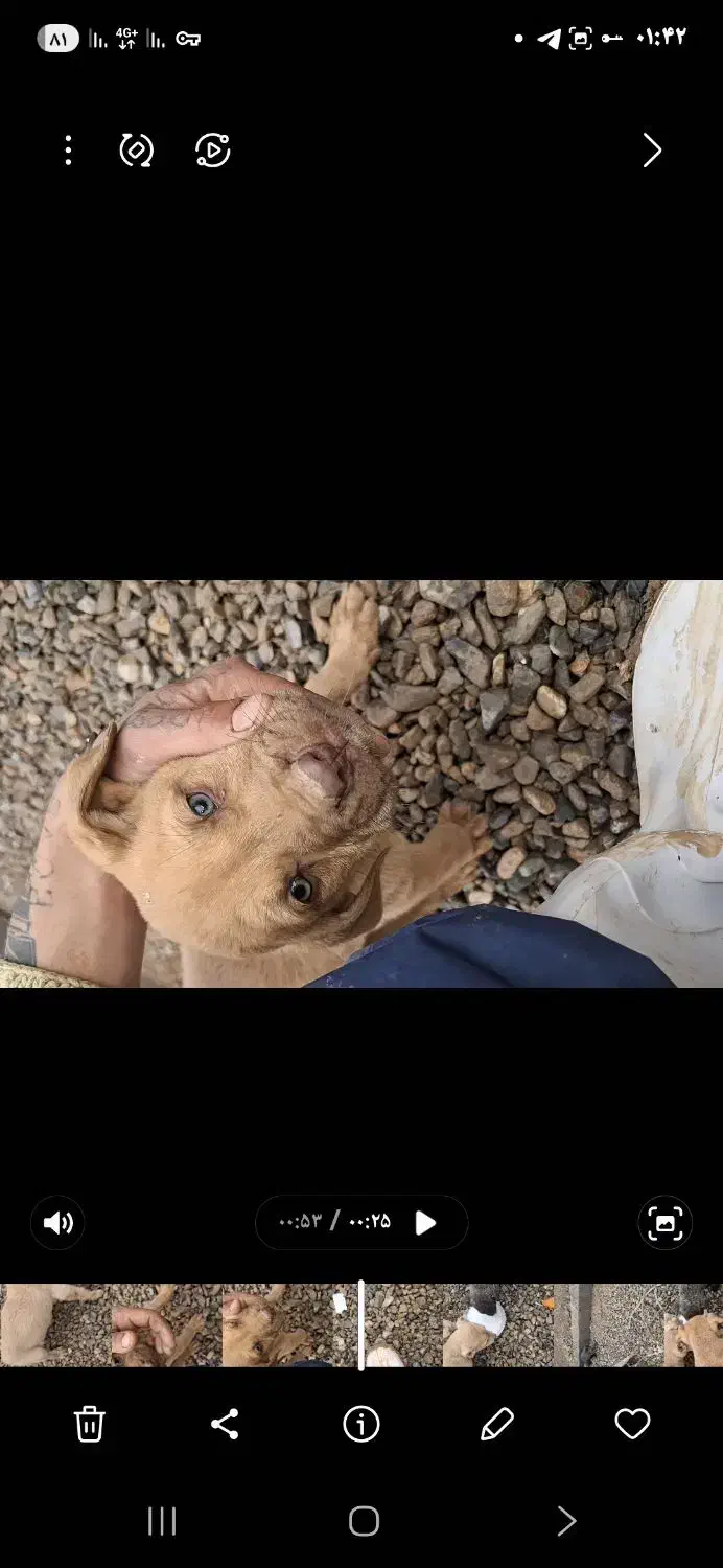 پیتبول|سگ|تبریز, |دیوار