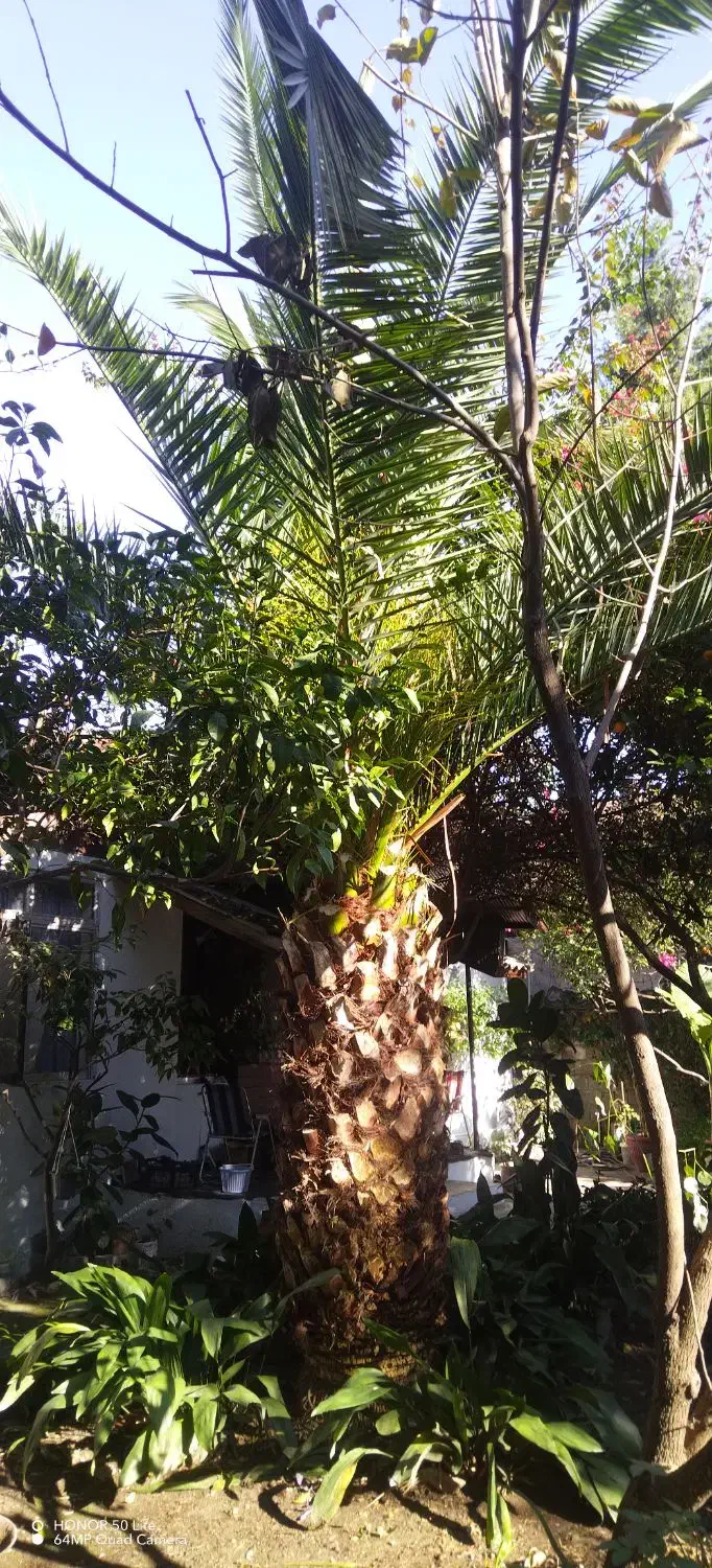 فروش نحل فنیکس|گل و گیاه طبیعی|نوشهر, |دیوار