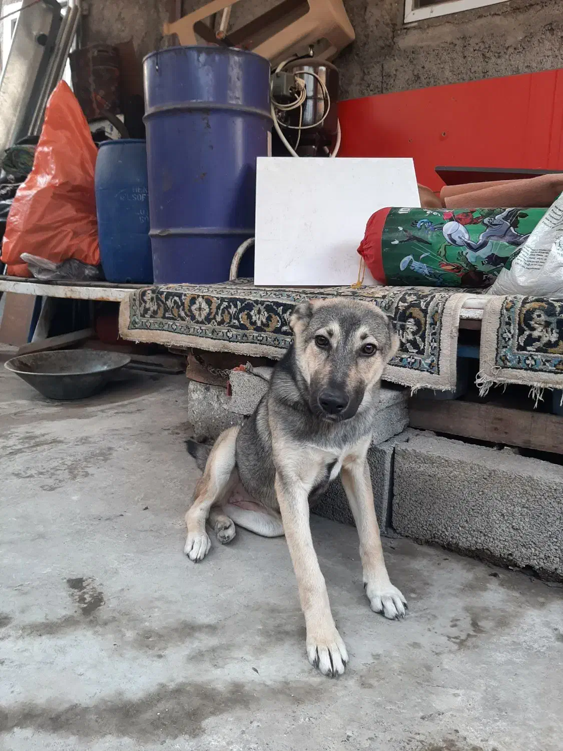 سگ ژرمن شیپرد|سگ|رشت, جانبازان|دیوار