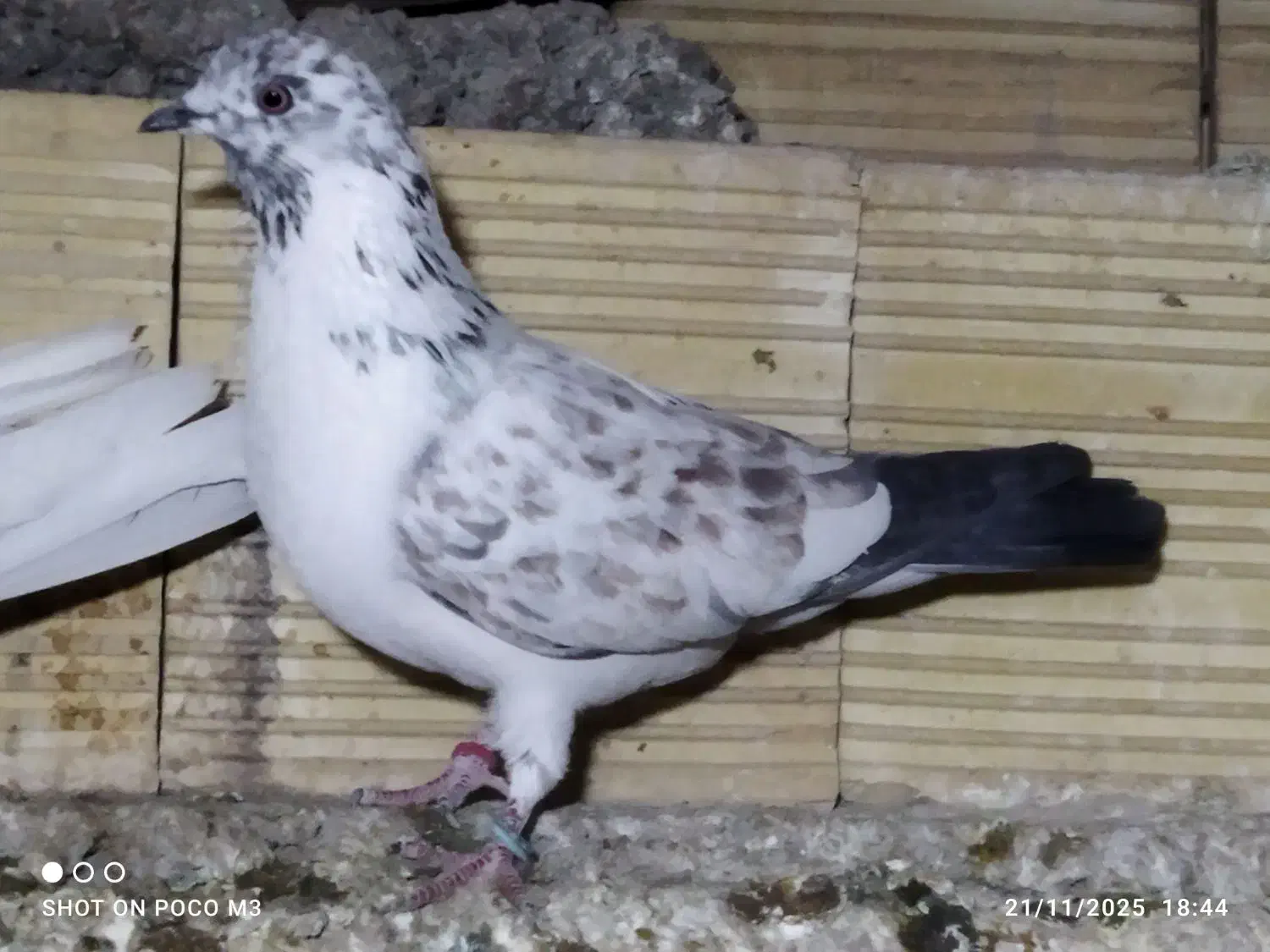 تعداد4جفت کفتر بدردبخور پرشی همه سفیدی|پرنده|ساوه, |دیوار