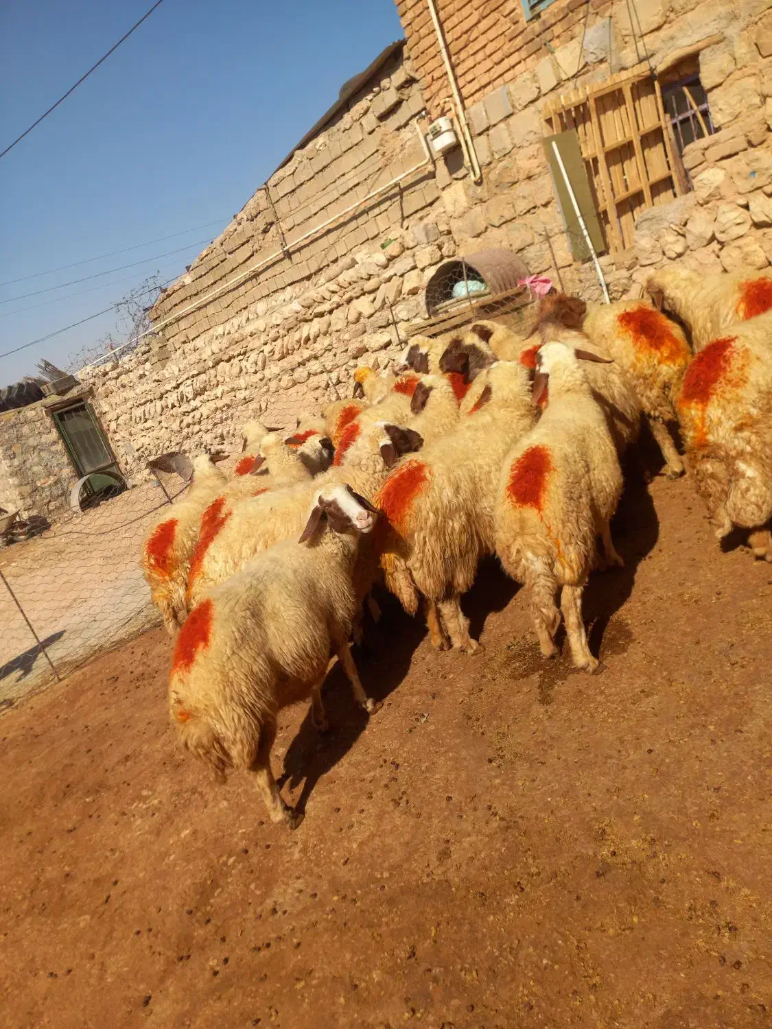 میش داشتی|حیوانات مزرعه|گوآور, |دیوار