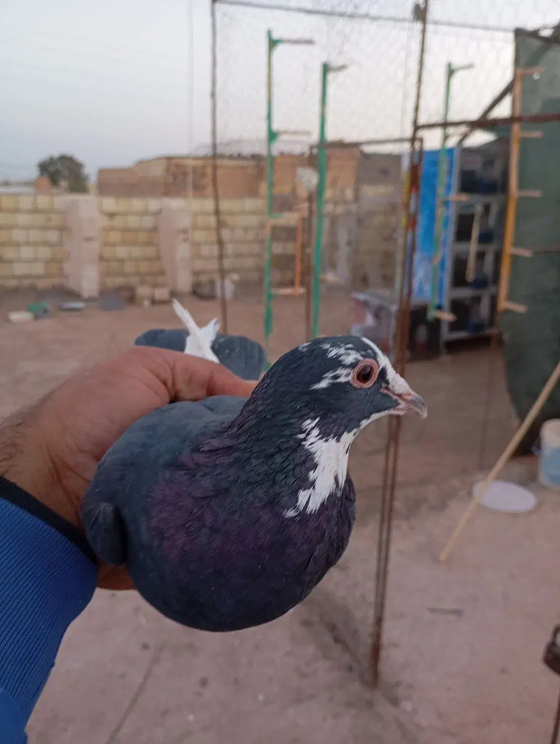 ماده پلنگ|پرنده|رفسنجان, |دیوار