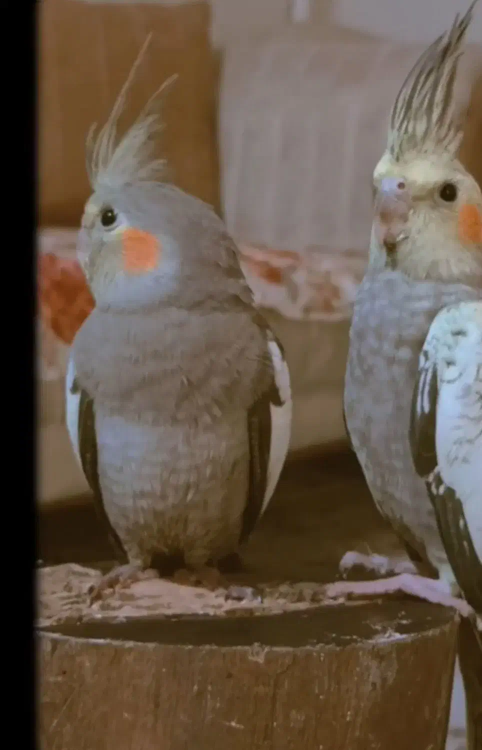 عروس هلندی|پرنده|تهران, جابری|دیوار