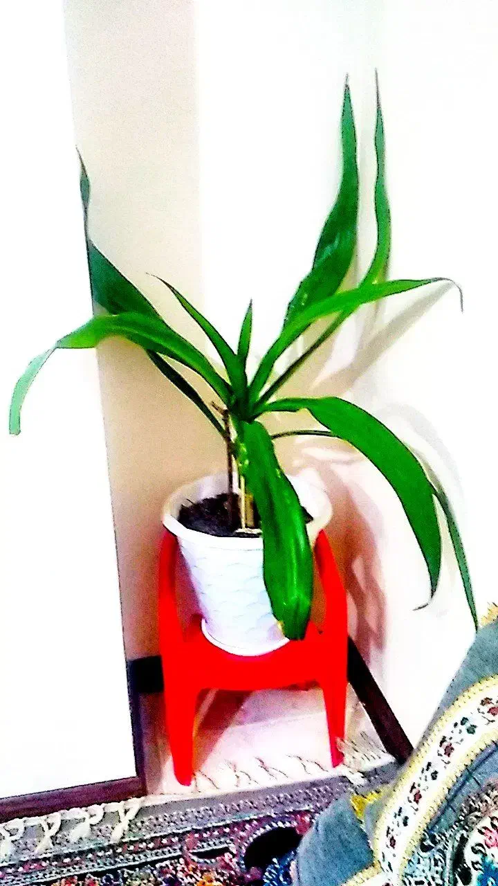 گل اشک ملکه|گل و گیاه طبیعی|شاهین‌شهر, خانه کارگر|دیوار