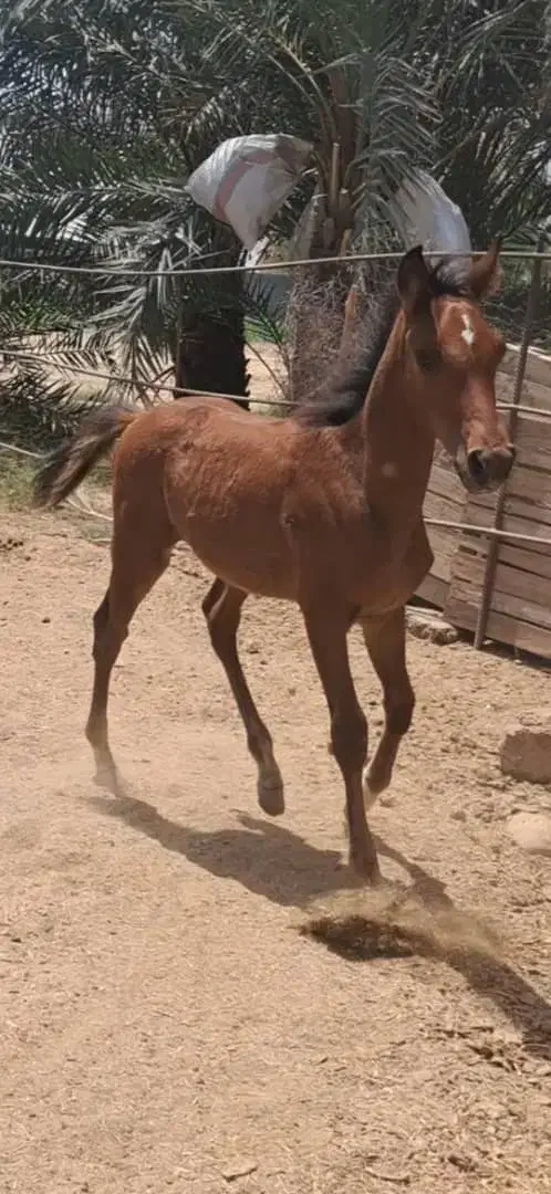 کره نریون اسب.عرب خالص خوزستان|اسب و تجهیزات اسبسواری|شوشتر, |دیوار