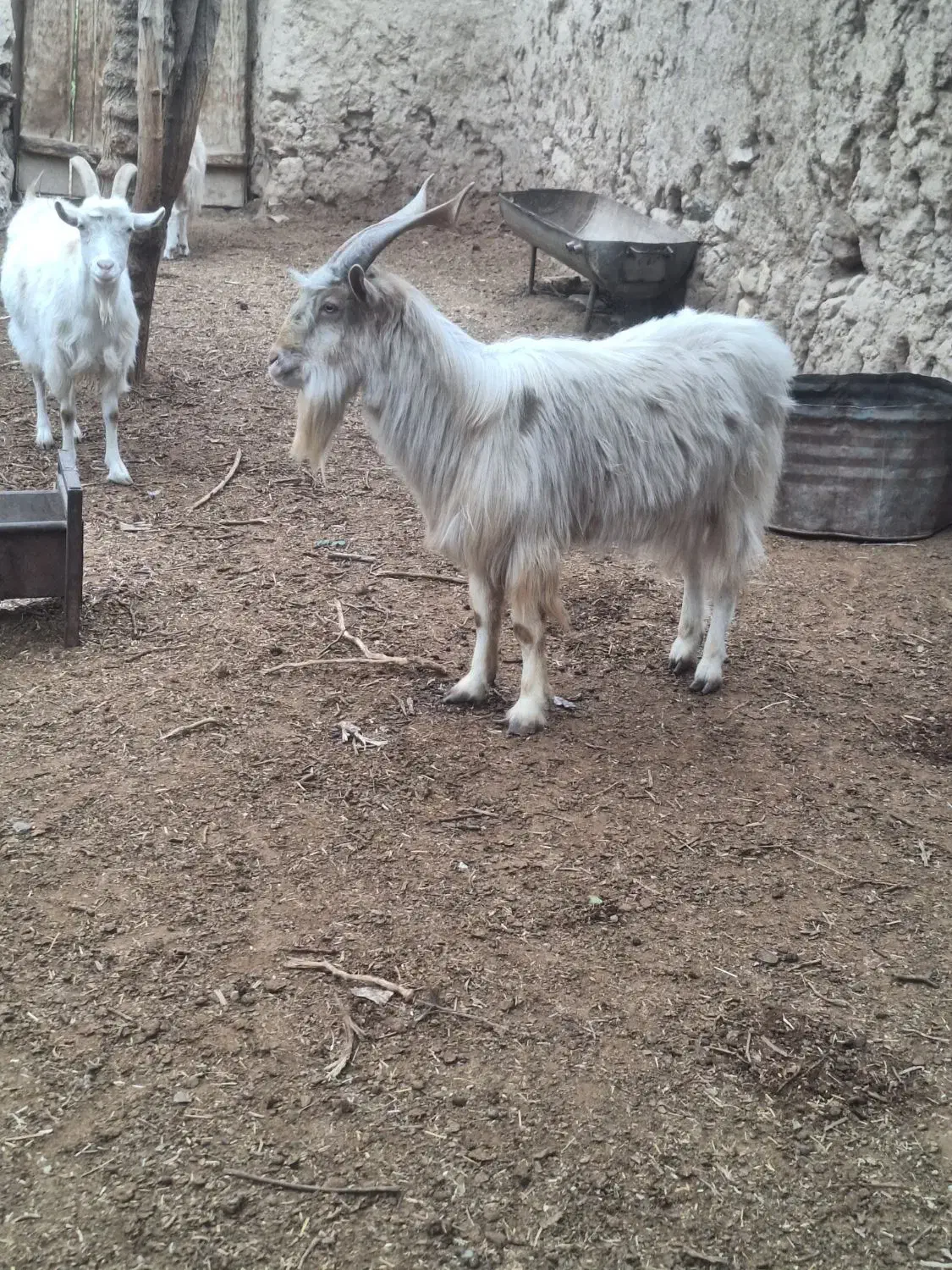 فروش نره بزغاله سانن|حیوانات مزرعه|شاهرود, |دیوار