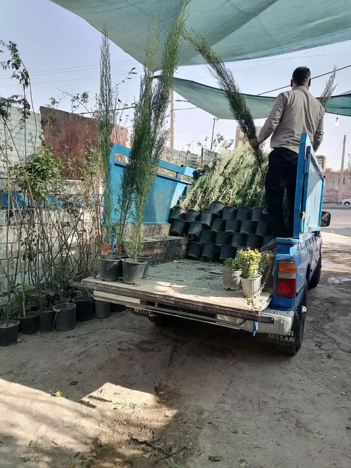 موسسه تولید به مصرف(گل)|خدمات باغبانی و درختکاری|رفسنجان, |دیوار