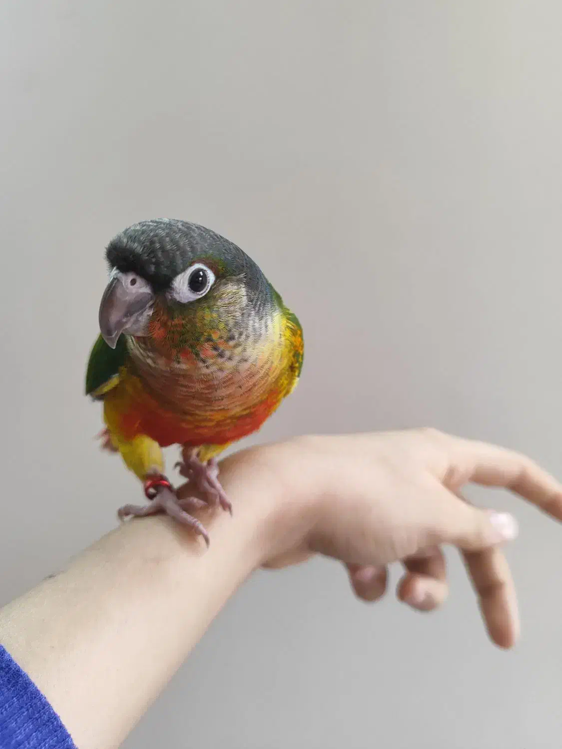 جوجه گرینچیک یلوساید ردفکتور تازه دونخور حلقه پا|پرنده|مبارکه, |دیوار