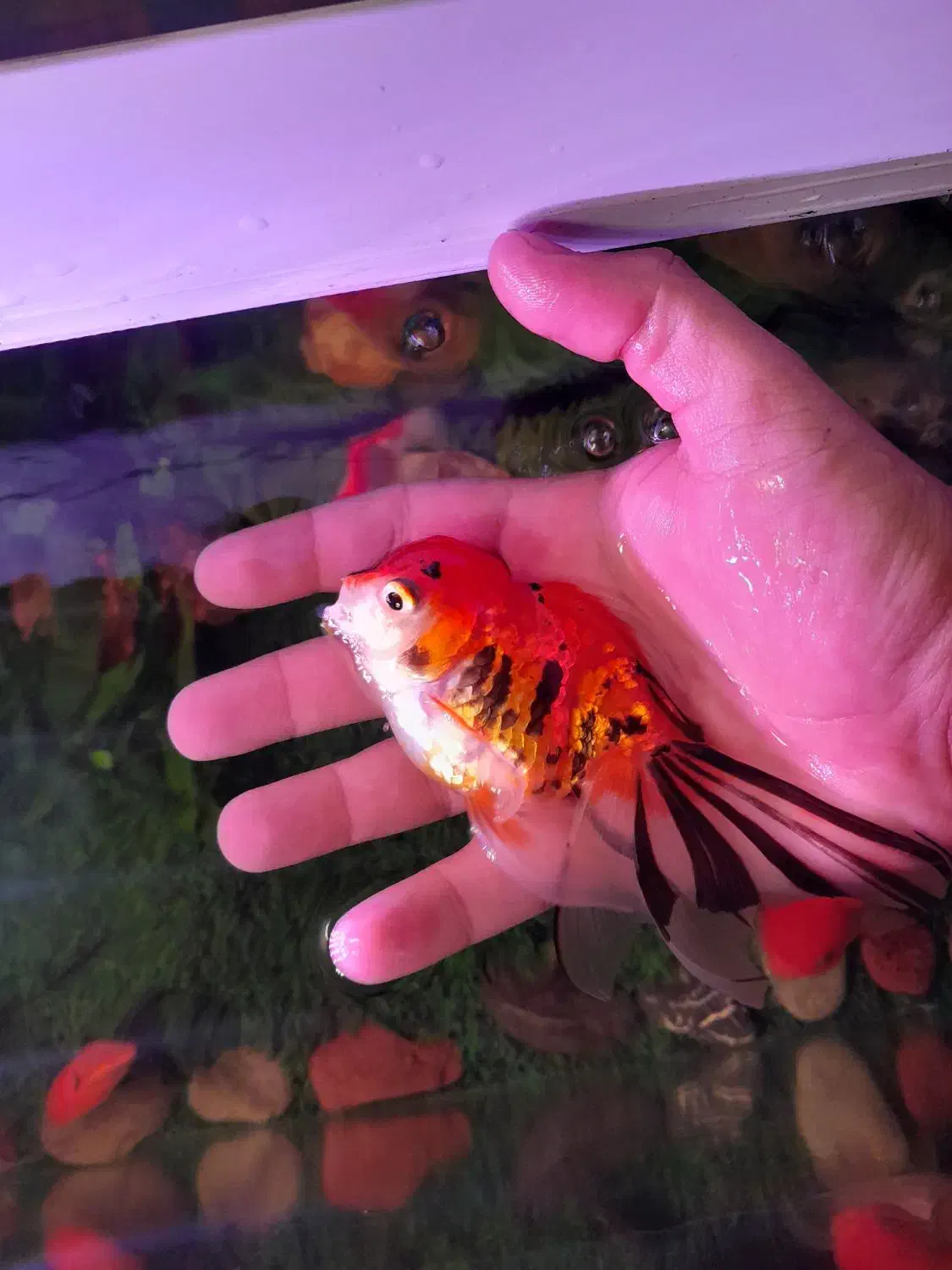 گلدفیشهای گریدبالا|ماهی|اردبیل, |دیوار