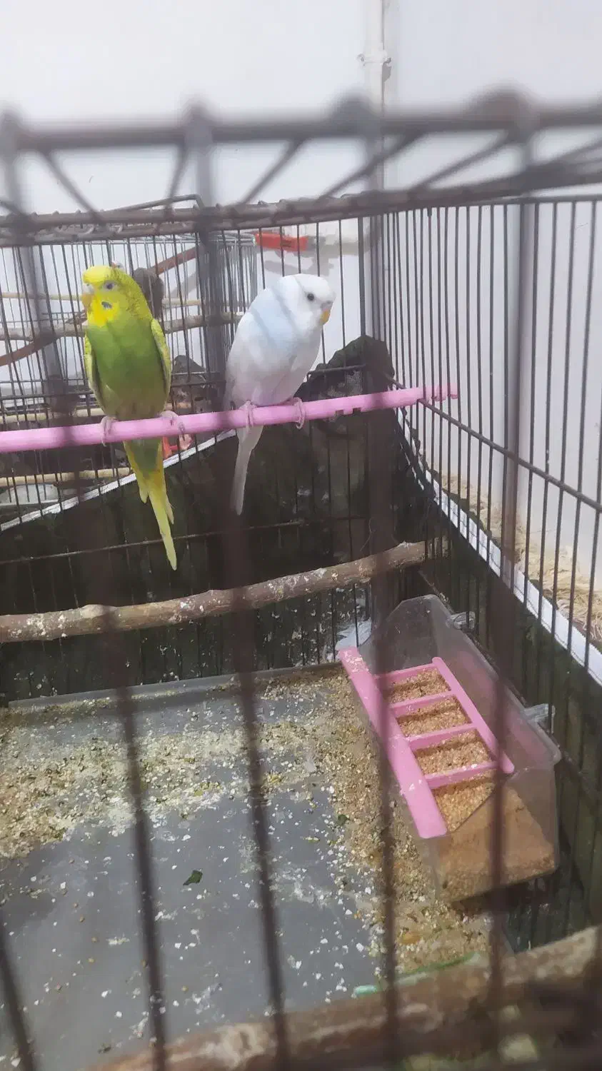 مرغ عشق|پرنده|محمدیه-قزوین, |دیوار