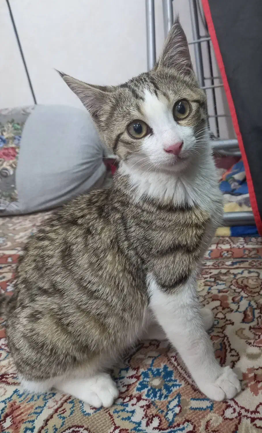 فروش بچه گربه سه ماهه|گربه|خرم‌آباد, |دیوار