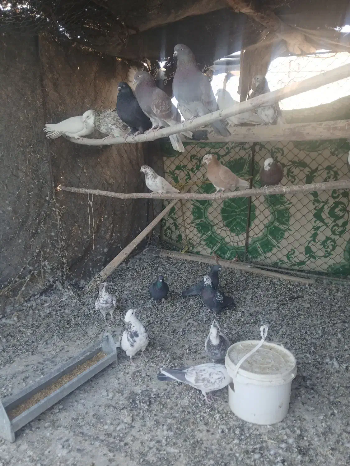 تعدای کبوتر|پرنده|قره چای, |دیوار