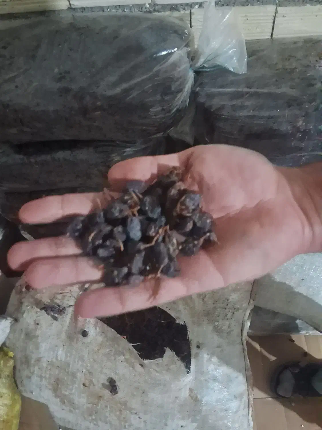 کشمش ومویز درجه یک ۱۶۰هزار|عمده‌فروشی|میانه, |دیوار