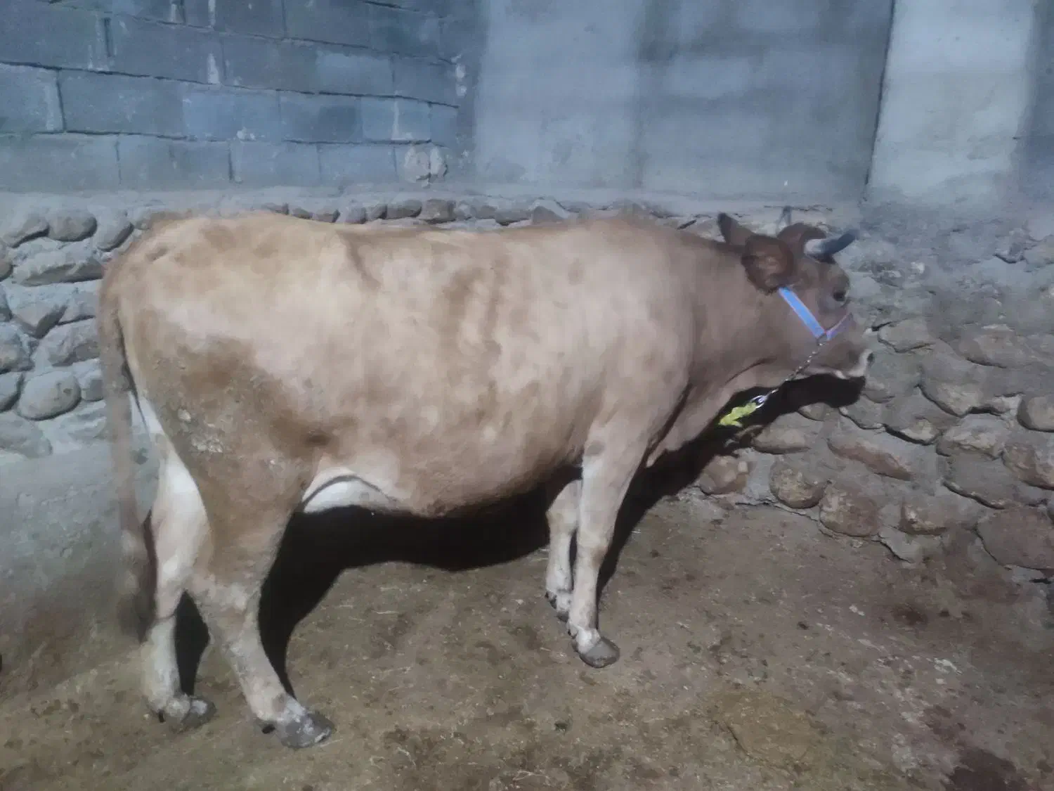 گاو شیری|حیوانات مزرعه|بجنورد, |دیوار