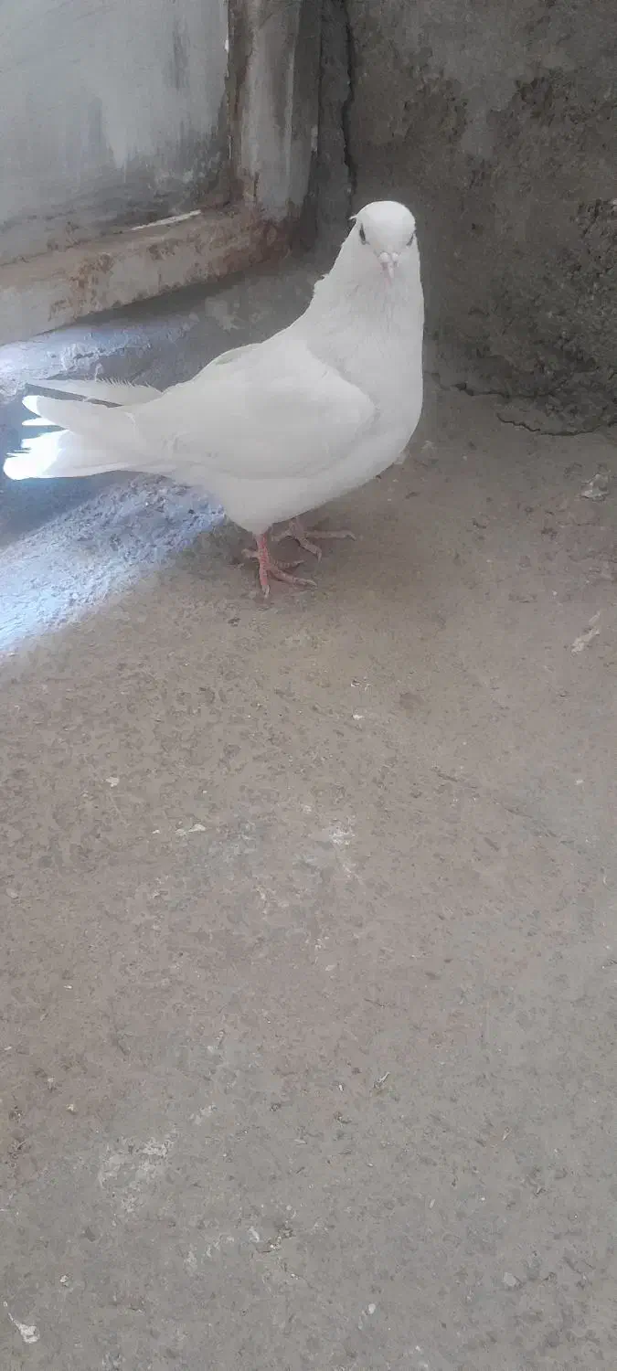 کبوتر نر او ماده|پرنده|ملایر, |دیوار