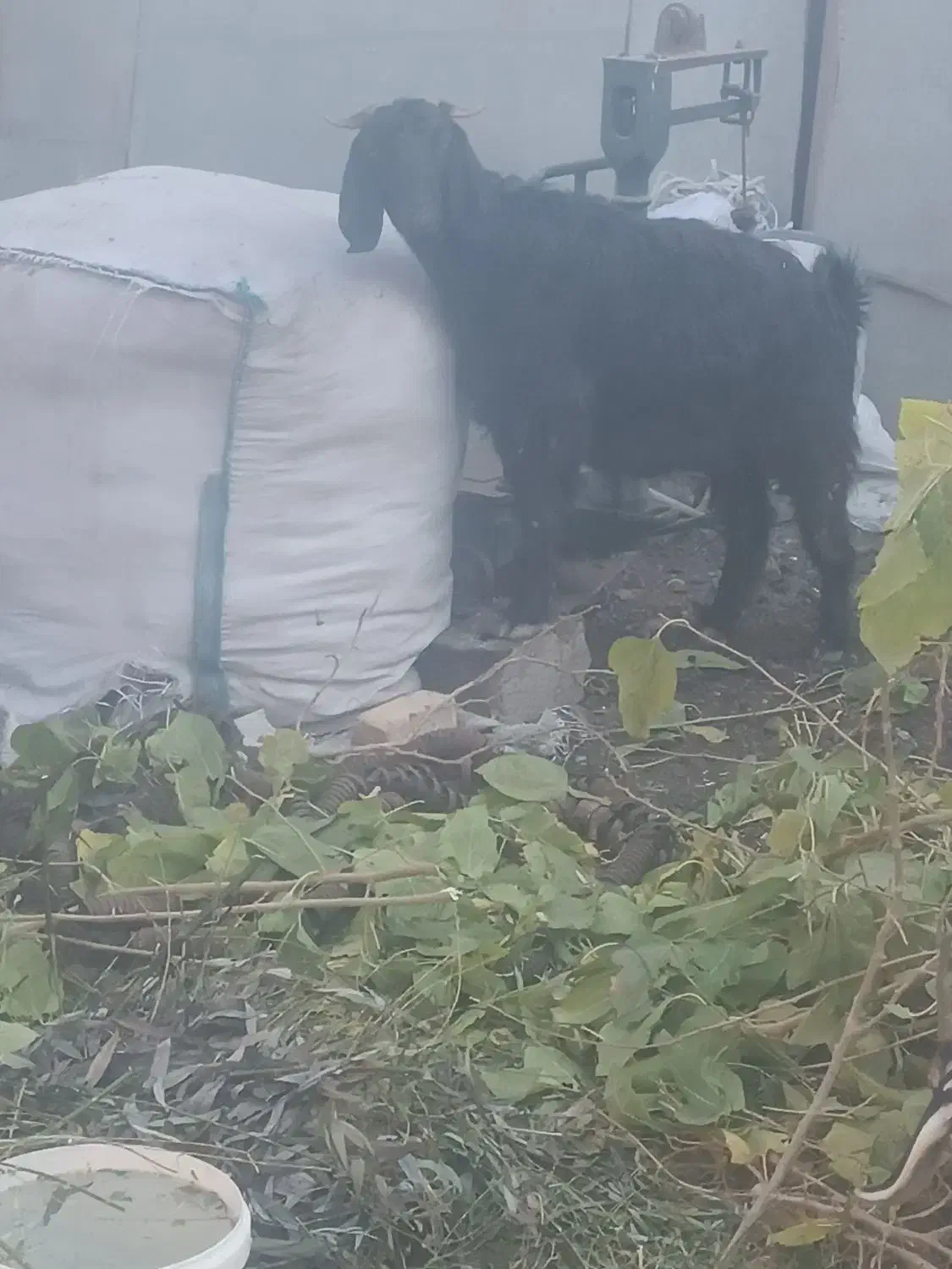 بز جوان|حیوانات مزرعه|الوند, |دیوار