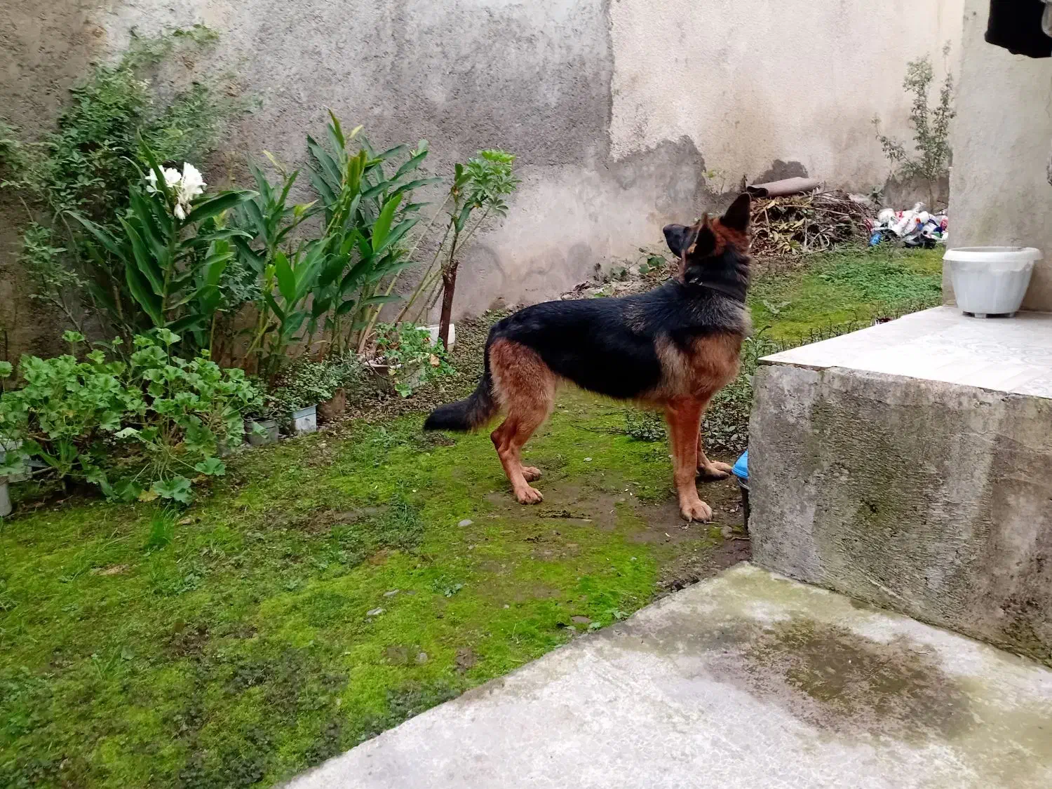 ژرمن شپرد اصیل آماده کشش|سگ|رشت, جانبازان|دیوار