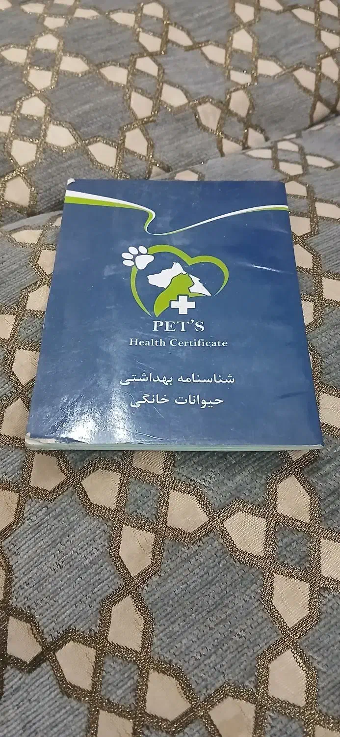 سگ شیتزو|سگ|تایباد, |دیوار