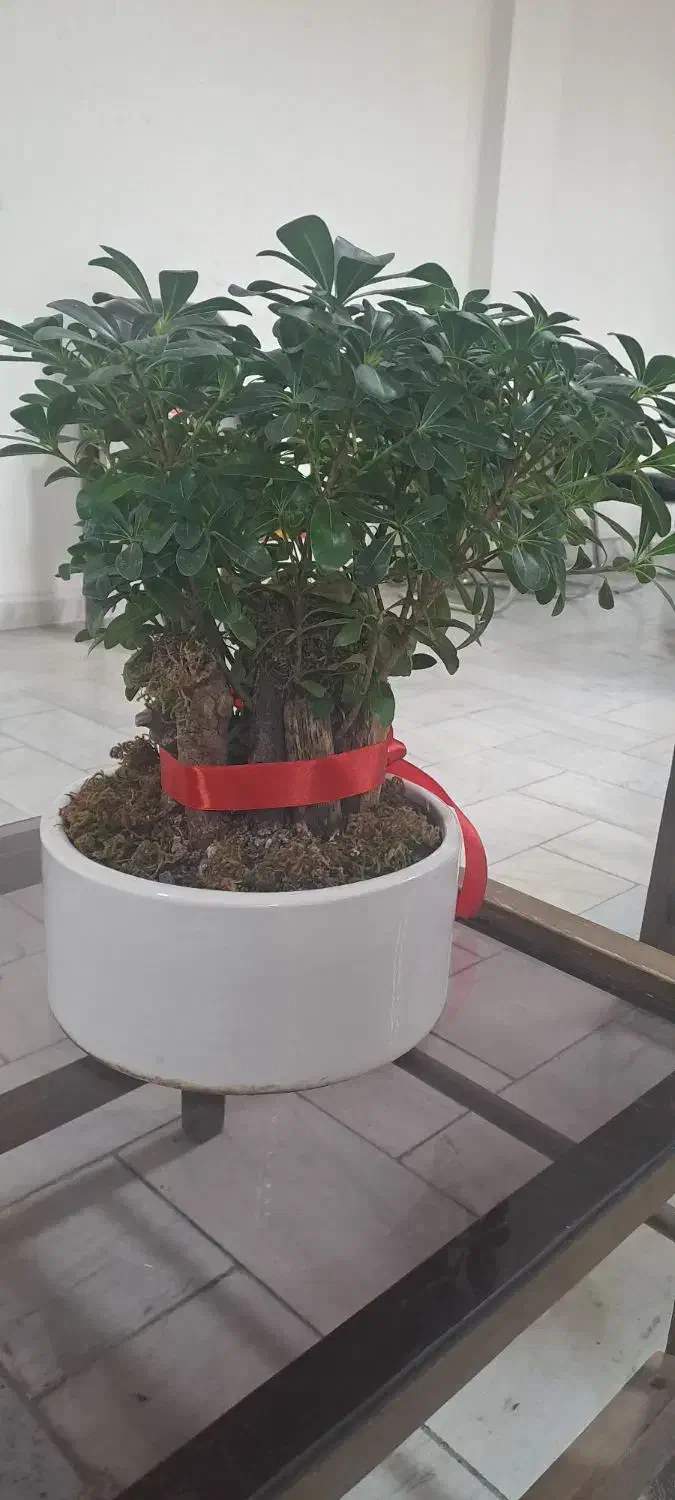 بنای شفلریا|گل و گیاه طبیعی|شهریار, شهرک اداری تندگویان|دیوار