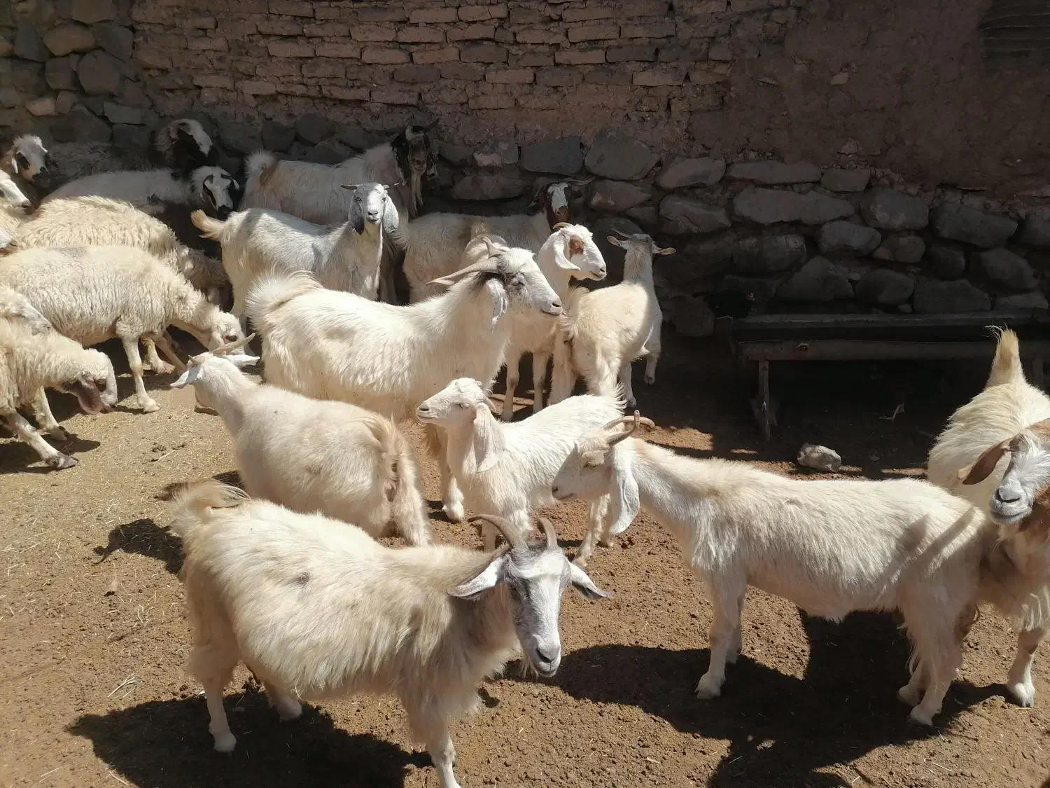 بز دورگ پاکستانی شیری|حیوانات مزرعه|بافت, |دیوار