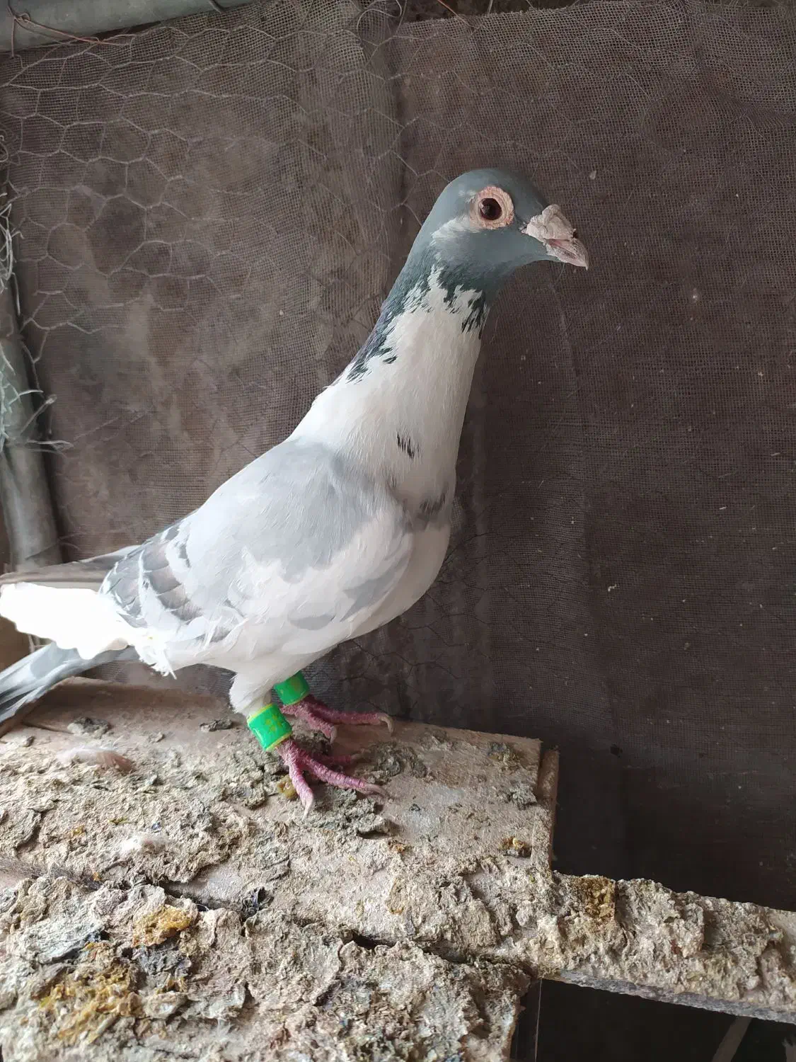 نردورگ ابلغ روزگاری|پرنده|مبارکه, |دیوار