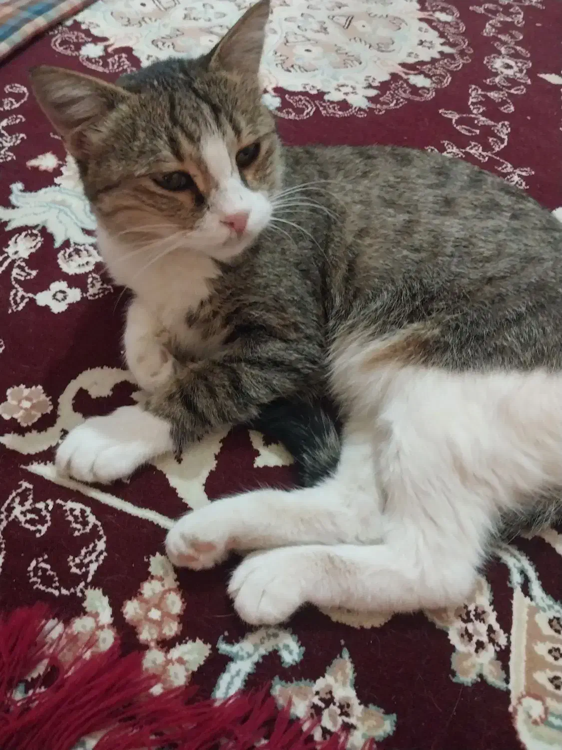 گربه آروم و عقیم شده رایگان|گربه|ارومیه, |دیوار