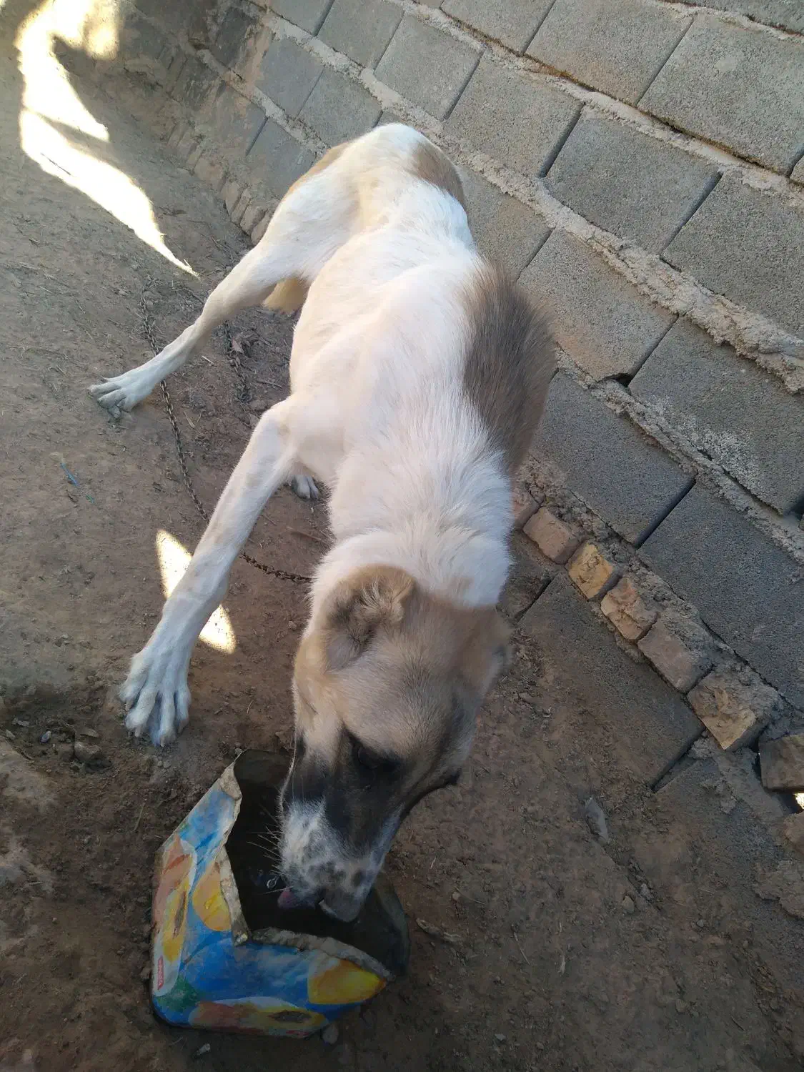 واگذاری سگ|سگ|اسفراین, |دیوار