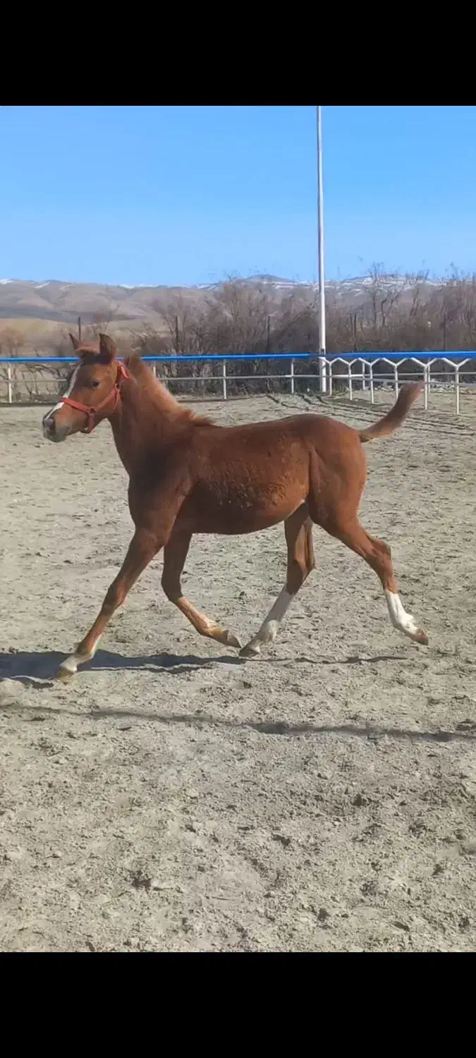 کره نره ۸ ماه یه سر درجه یک دم گیر|اسب و تجهیزات اسب‌سواری|خرم‌آباد, |دیوار
