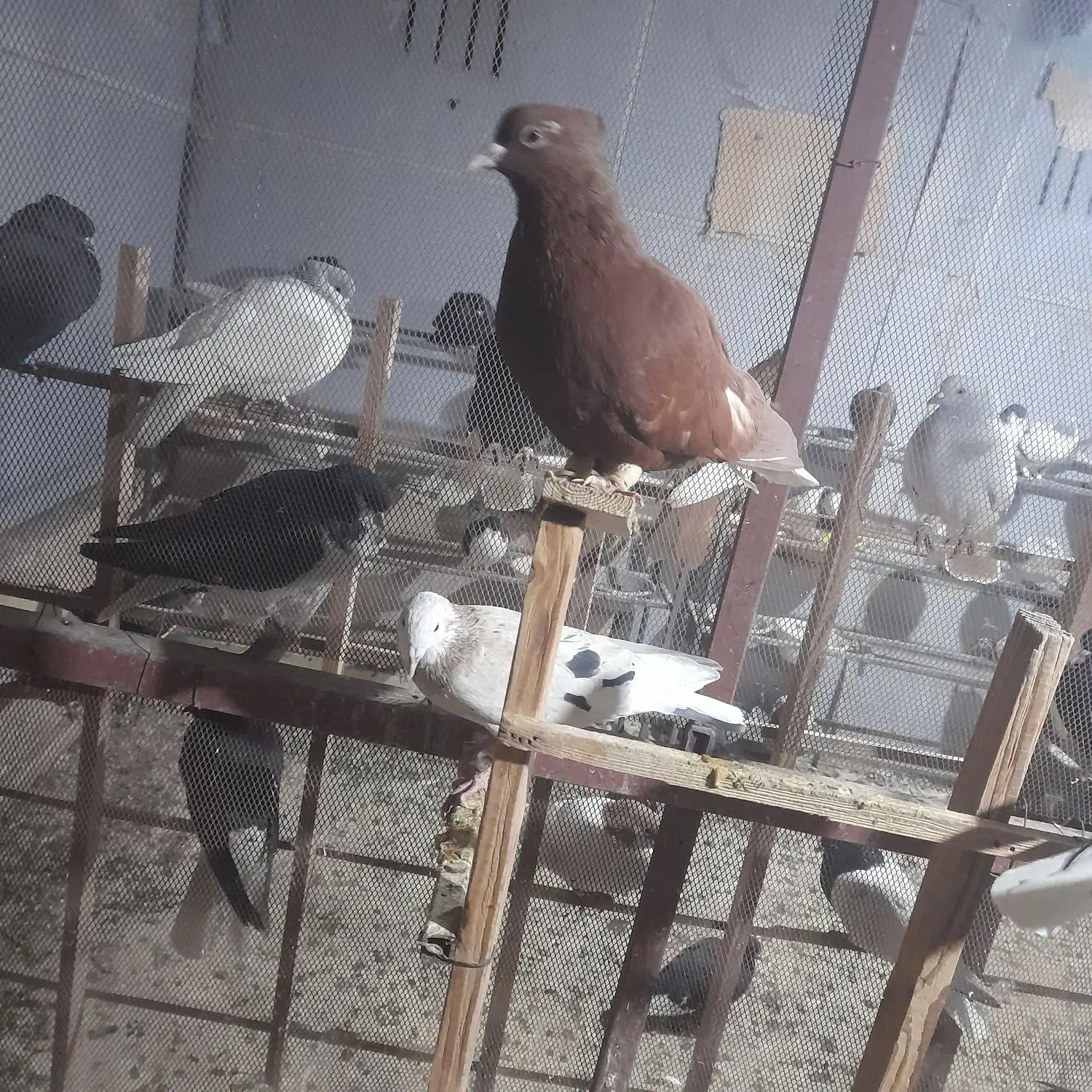 تعدادی کفتر رنگی .واکسن خورده.از پر دراومده|پرنده|قزوین, |دیوار