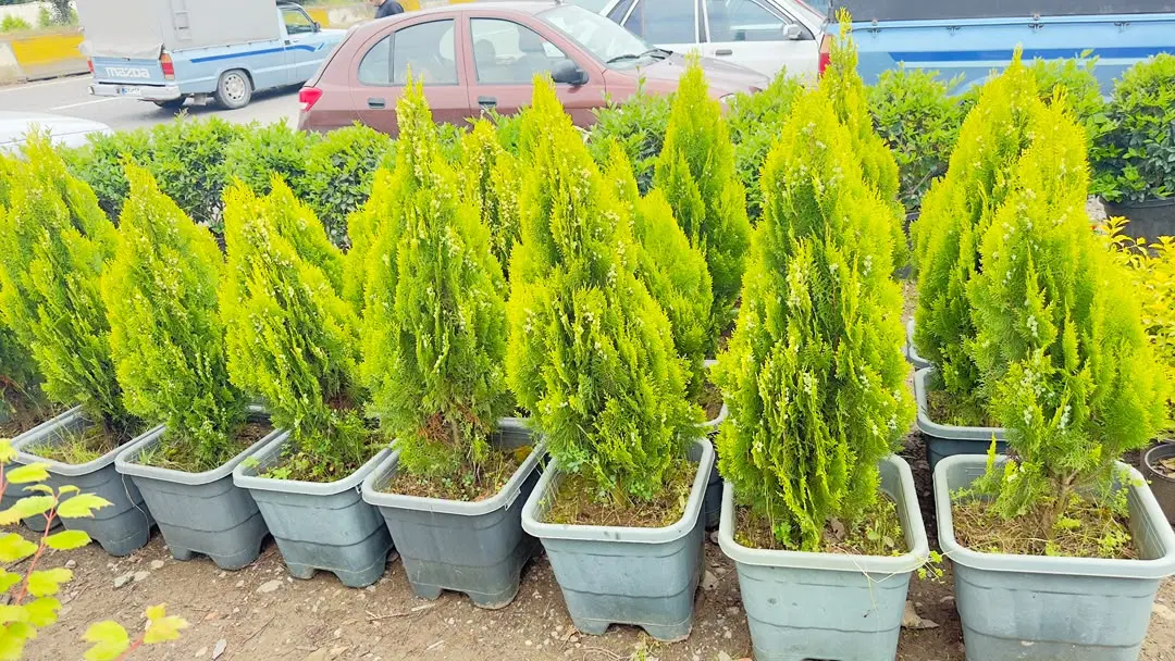 گل و گیاه زینتی و باغچه ای|گل و گیاه طبیعی|تهران, جردن|دیوار