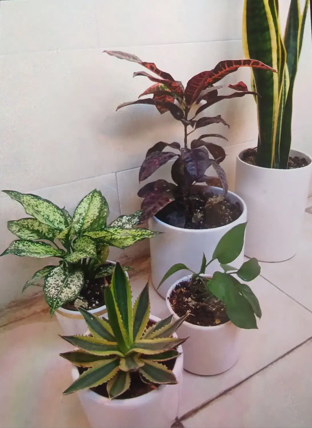 گل‌های آپارتمانی با گلدان و زیرگلدانی|گل و گیاه طبیعی|فولادشهر, B4|دیوار