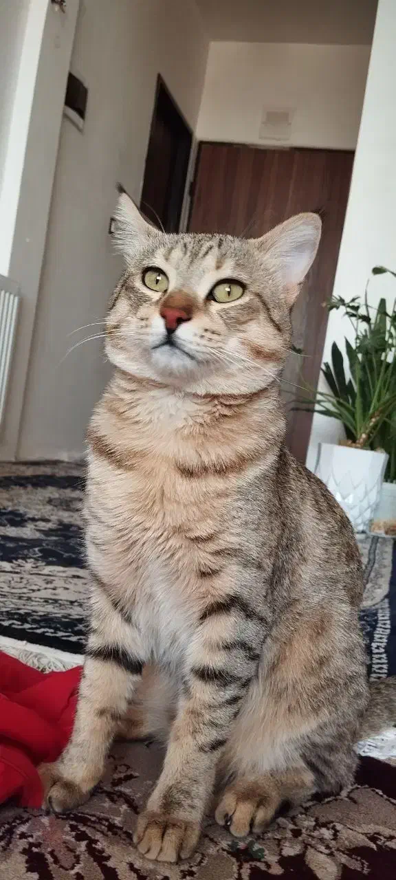 گمشده|حیوانات|تیران, |دیوار