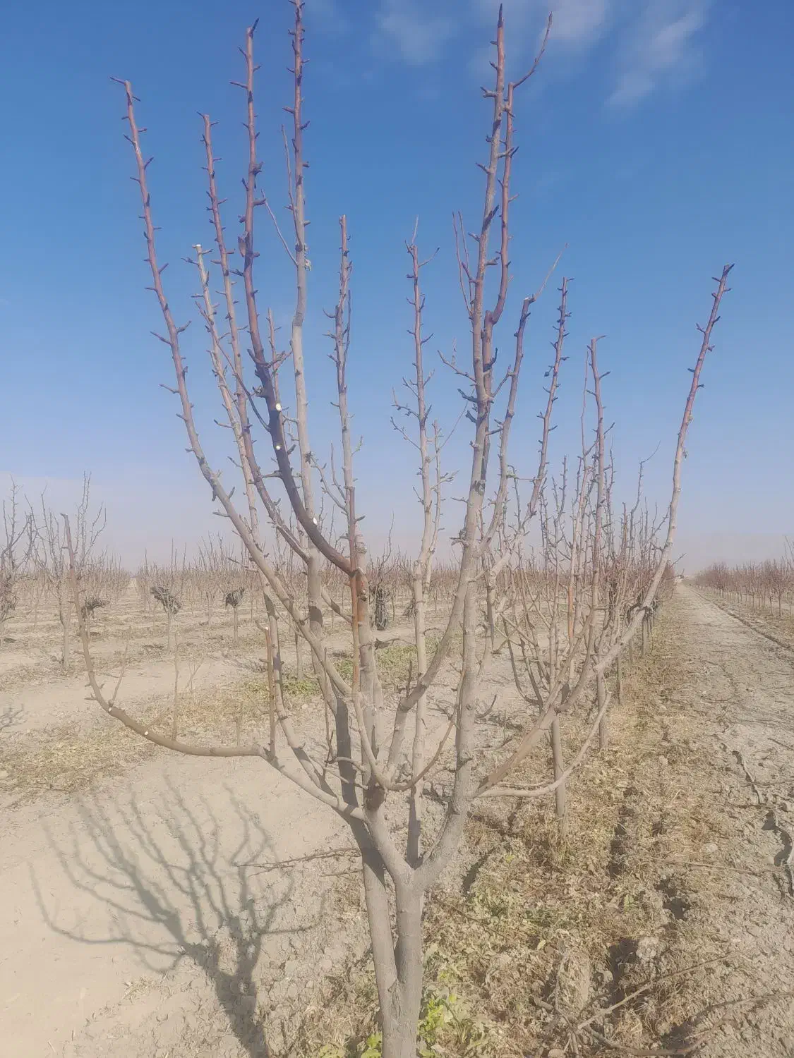 هرس|خدمات باغبانی و درختکاری|مشهد, توس فردوسی|دیوار