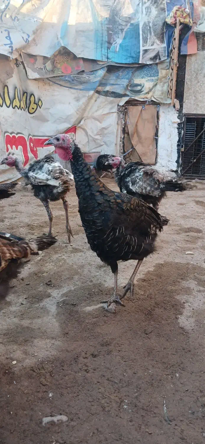 بوقلمون جوان|حیوانات مزرعه|تهران, مشیریه|دیوار