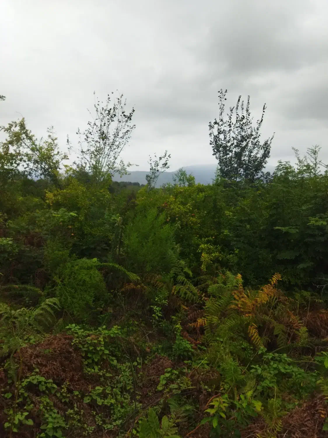 590متر مجاز به ساخت 216متر بنا در ارتفاع 9.3چوبر|فروش زمین و ملک کلنگی|احمدسرگوراب, |دیوار