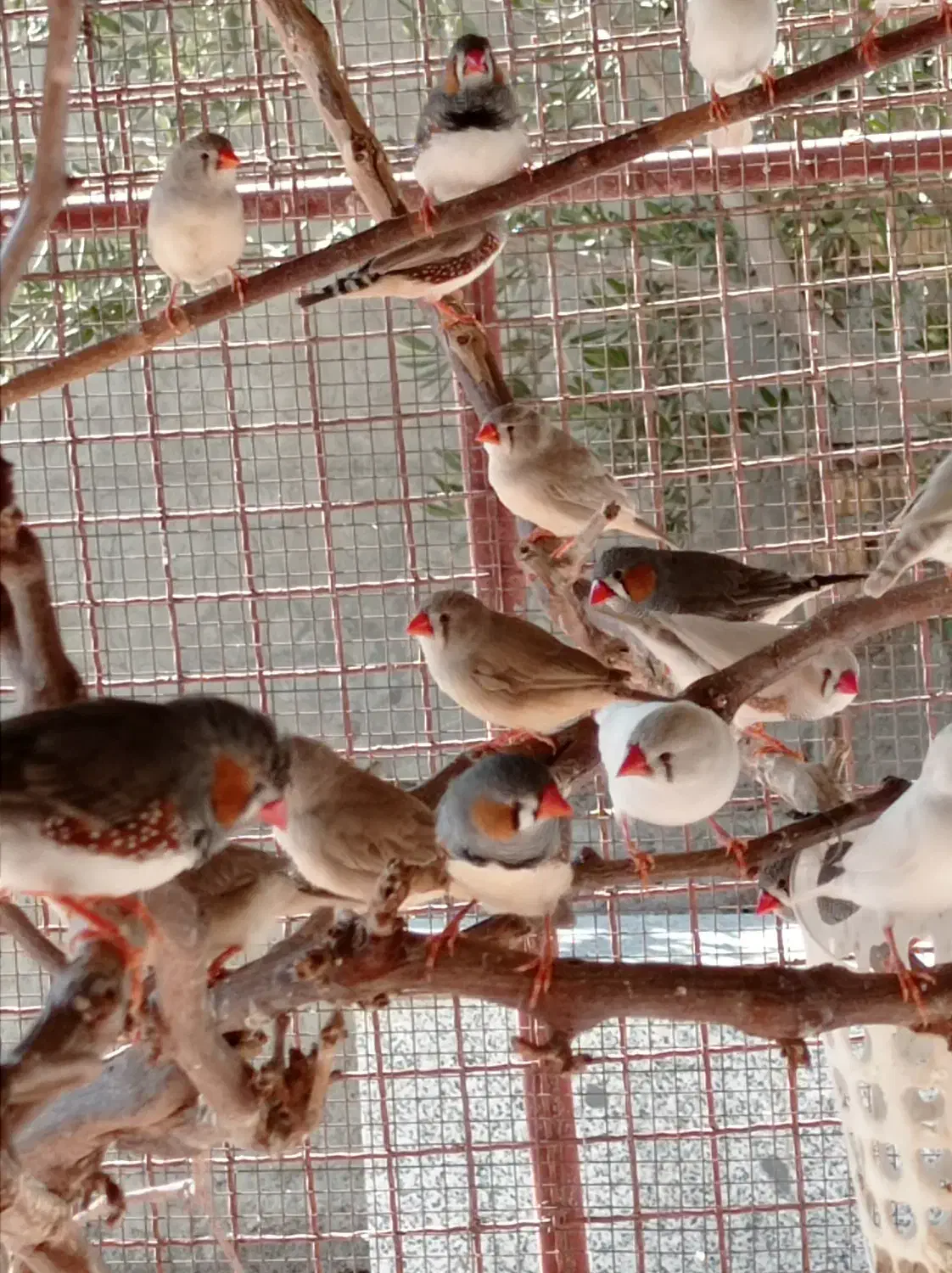 فروش و معاوضه فنچ|پرنده|سیسخت, |دیوار