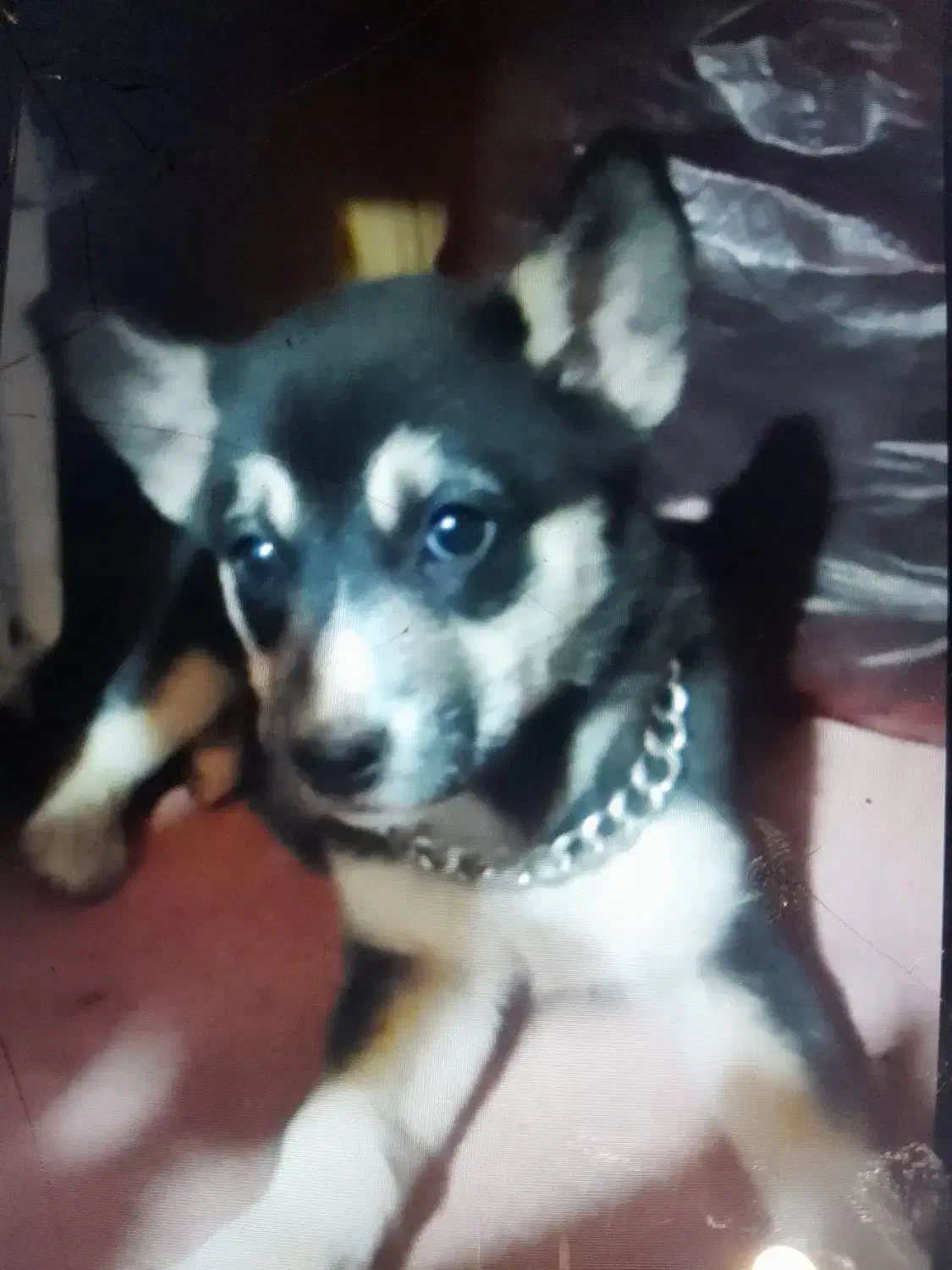 توله سگ|سگ|بندر انزلی, طالب آباد|دیوار