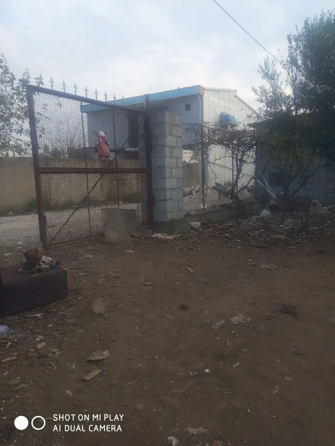 قوغاز|حیوانات مزرعه|سیجوال, |دیوار