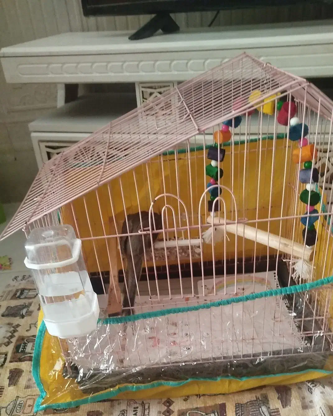 عروس هلندی|پرنده|بندرعباس, |دیوار