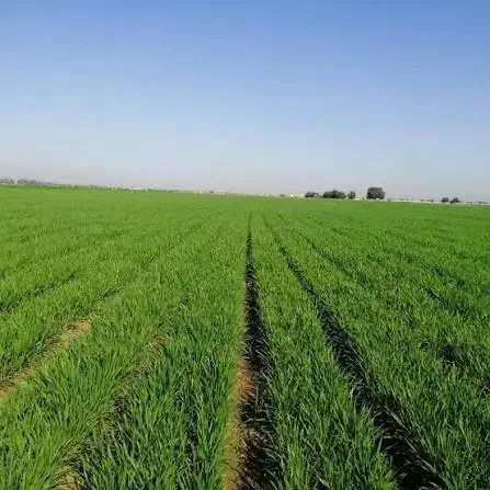 چهارهکتارزمین کشاورزی|فروش دفتر صنعتی، کشاورزی، تجاری|فاریاب, |دیوار