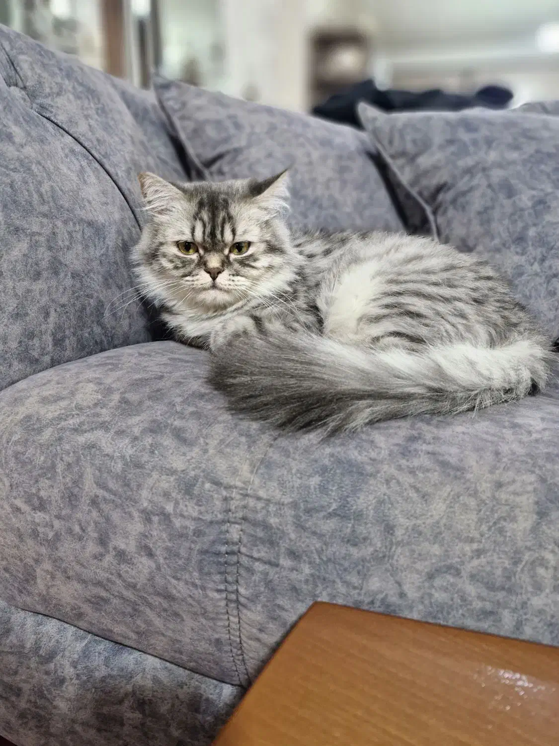 بریتیش ماده|گربه|تهران, چیتگر جنوبی|دیوار