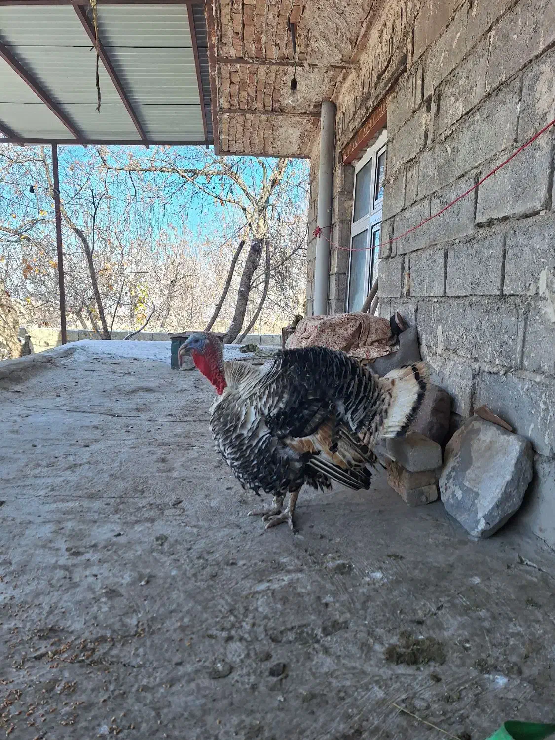 بوقلمون|حیوانات مزرعه|مشگین شهر, |دیوار