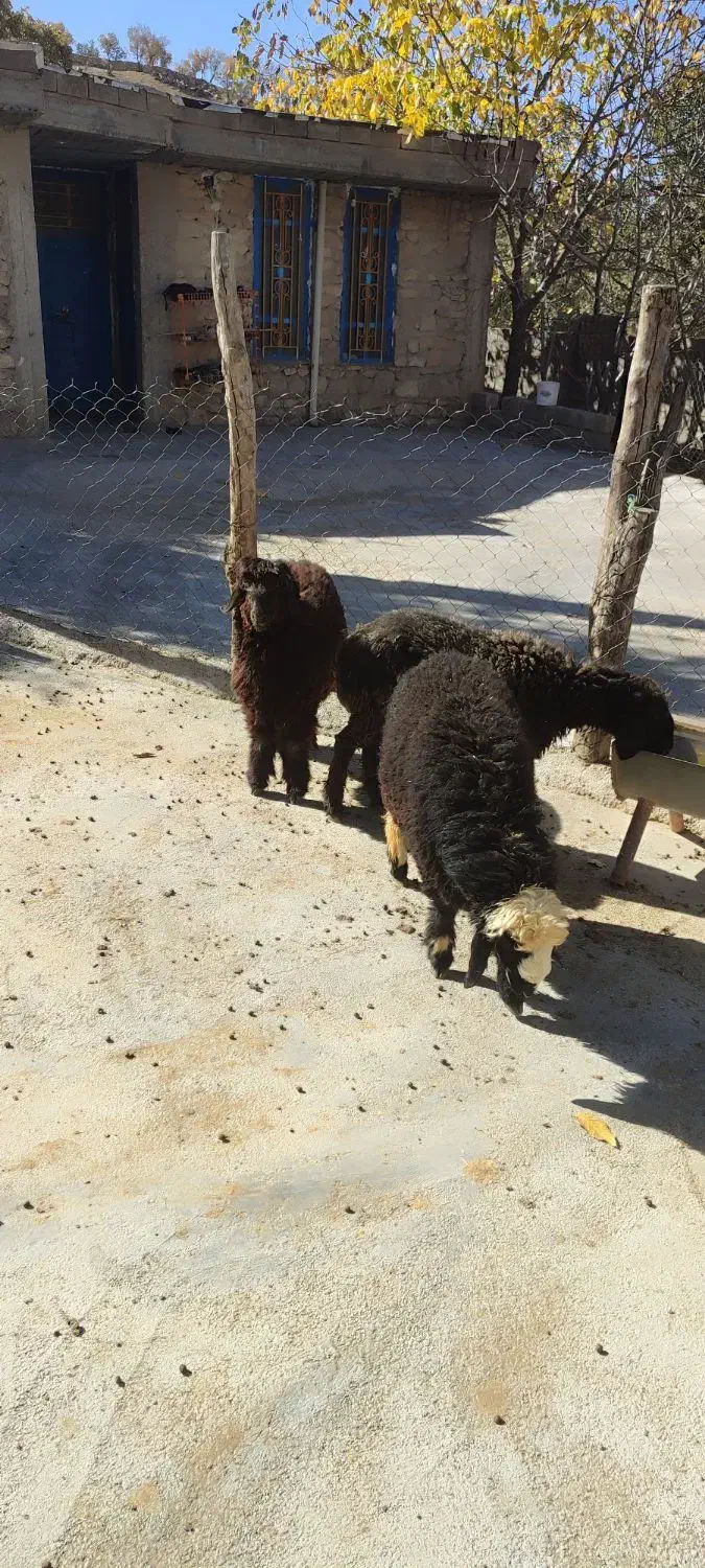 20 راس کهره ماده با چند عدد بره|حیوانات مزرعه|یاسوج, |دیوار