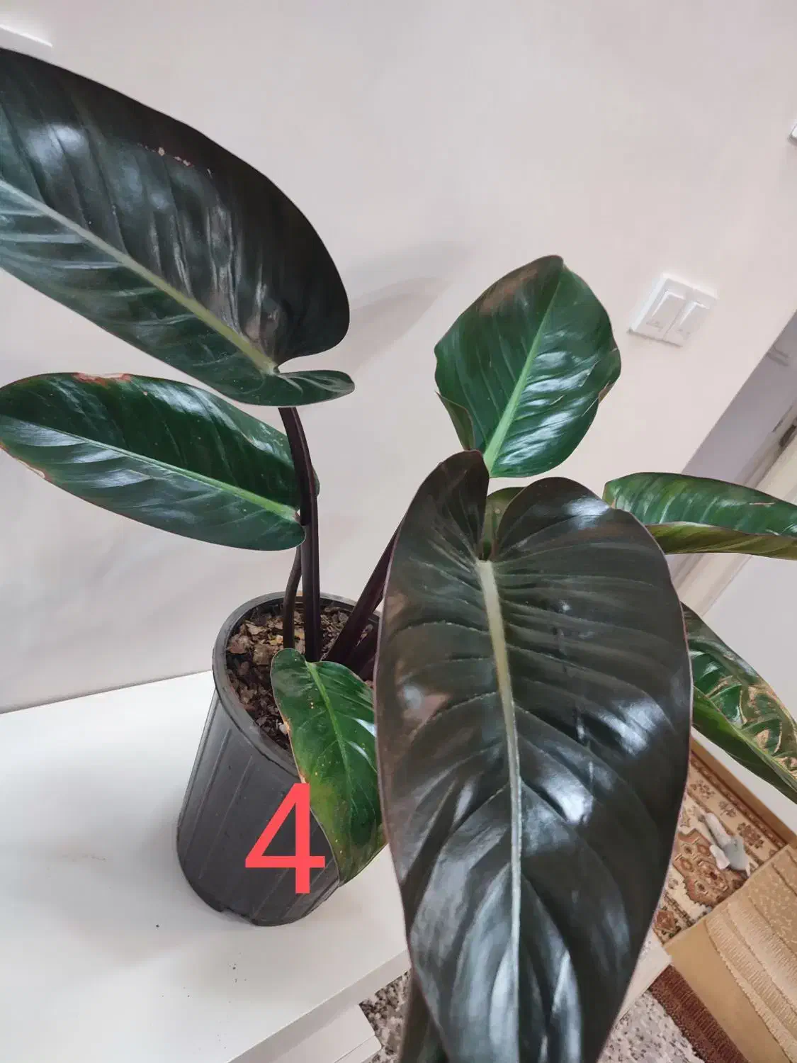 فروش چند گلدان شیک و بزرگ مناسب خانه و محل کار|گل و گیاه طبیعی|خواف, |دیوار