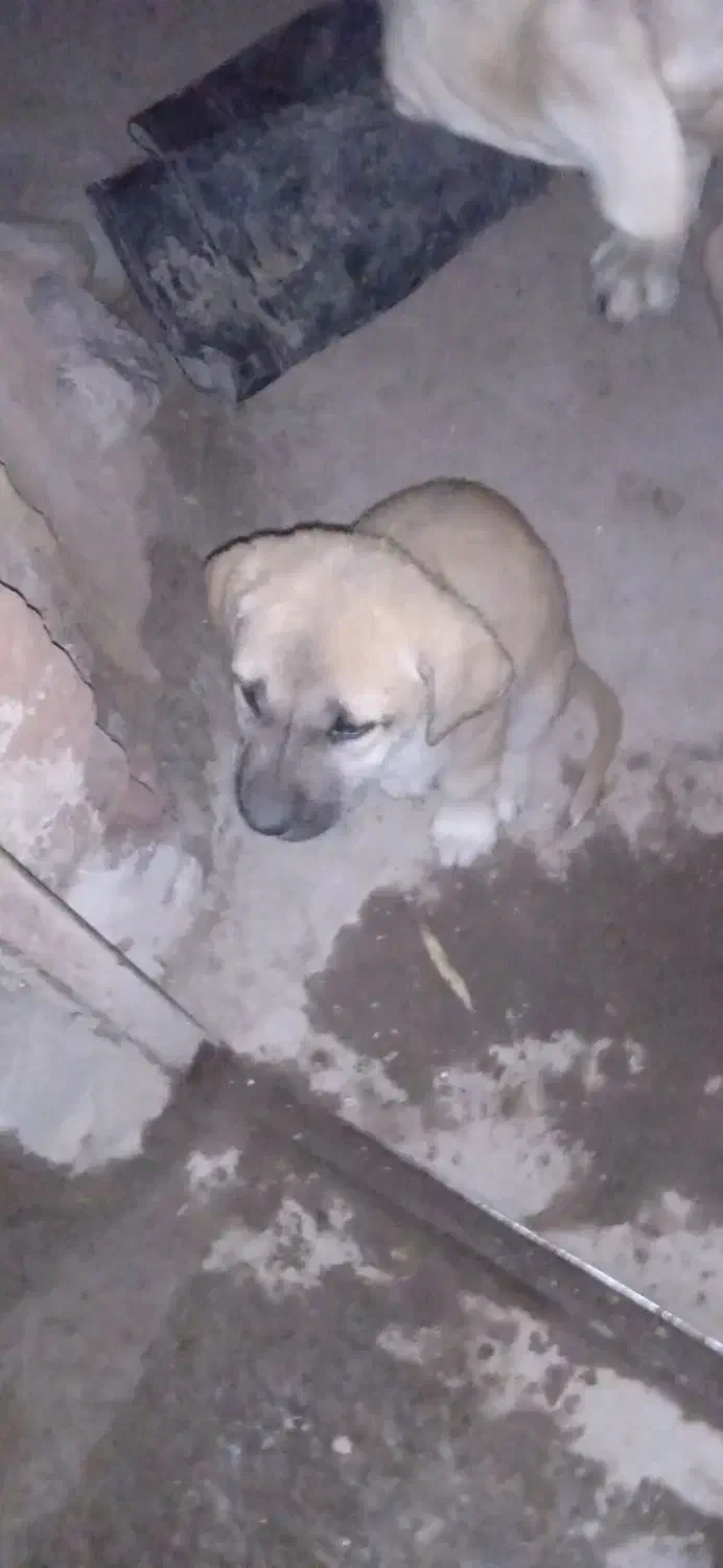 توله سگ سرابی|سگ|اردبیل, |دیوار