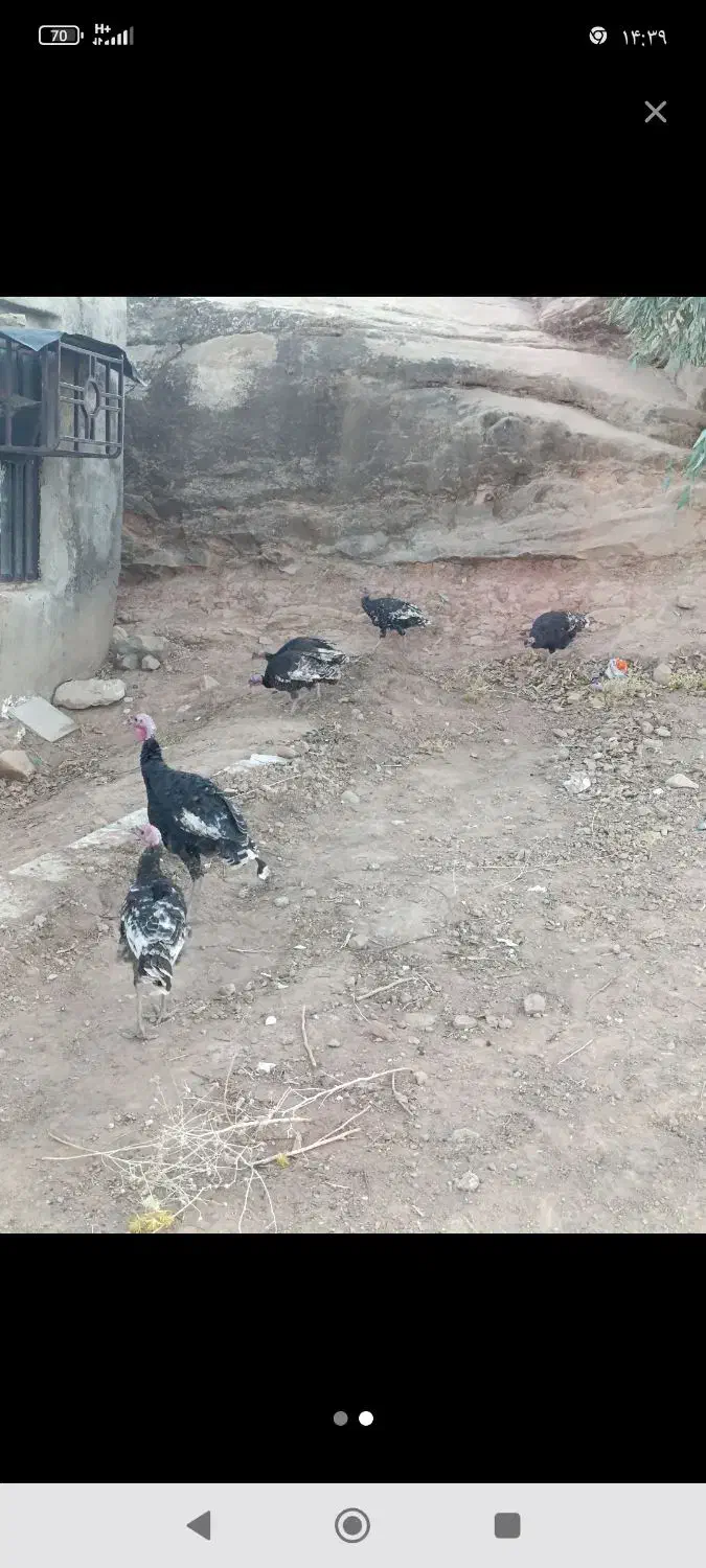 بوقلمون|حیوانات مزرعه|اندیمشک, |دیوار