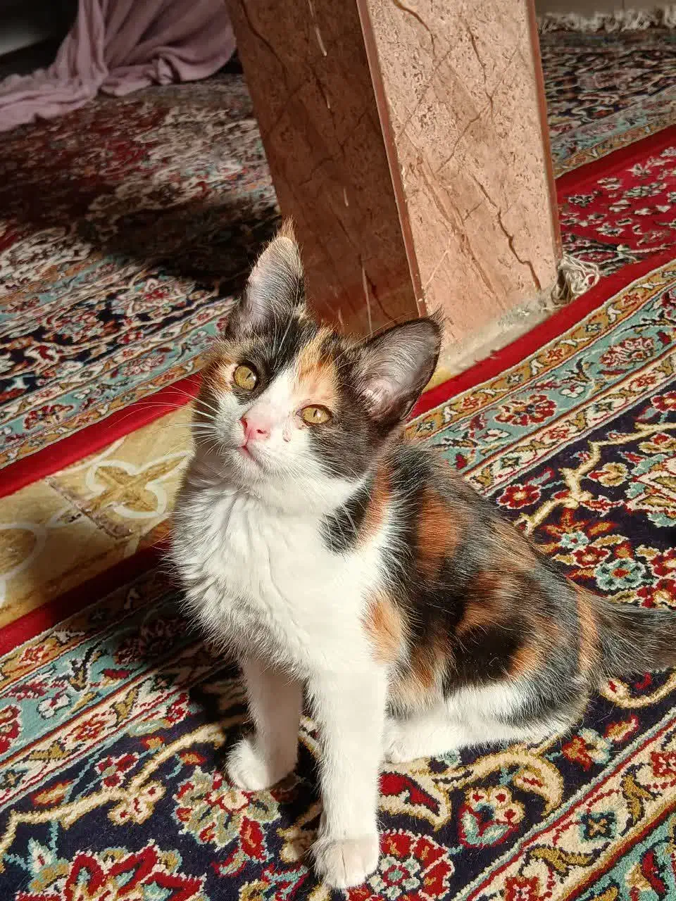 بچه گربه..دو ماهه|گربه|سبزوار, اسلام آباد|دیوار