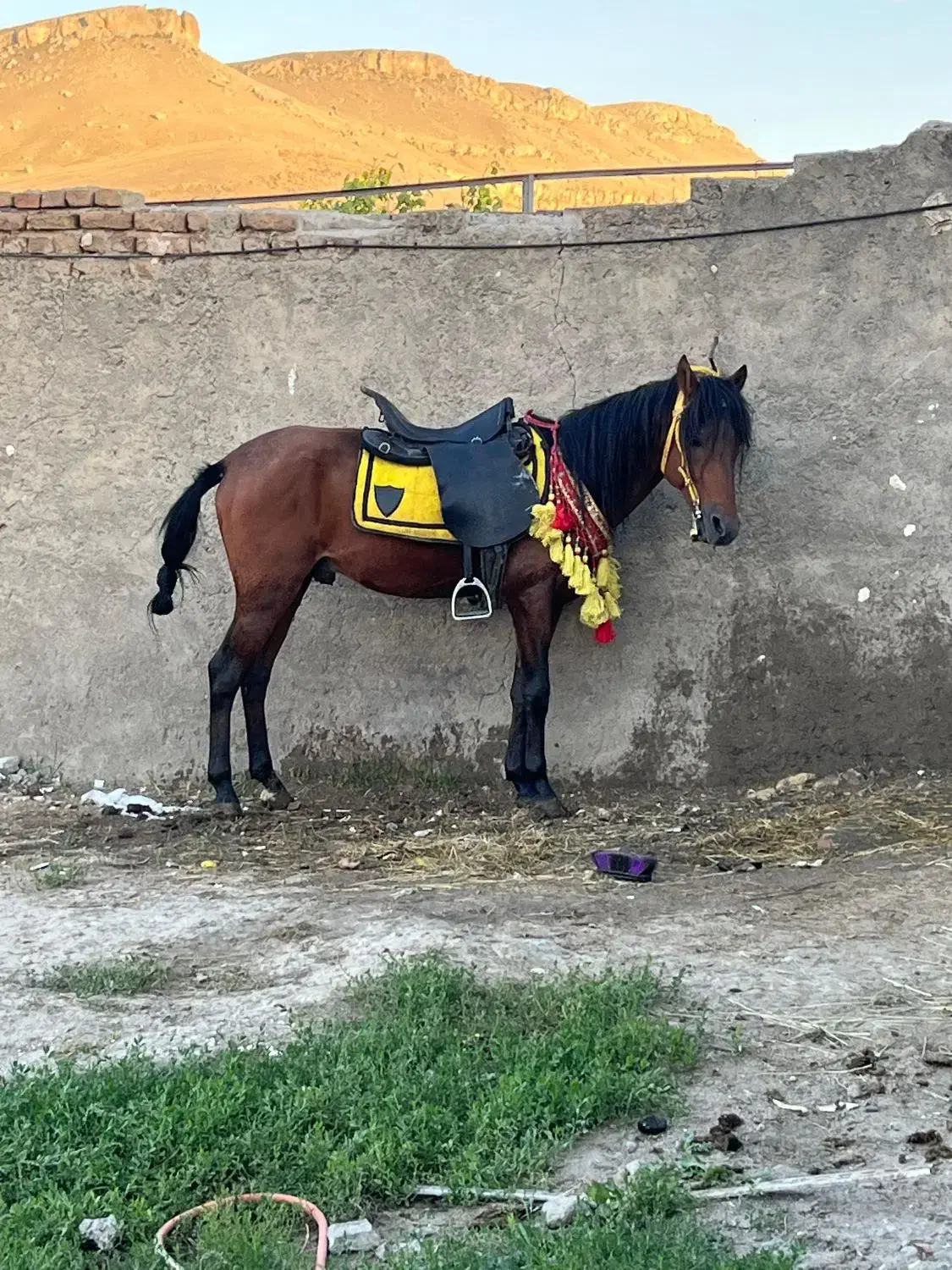 اسب نریان یورقه|اسب و تجهیزات اسبسواری|ماکو, |دیوار