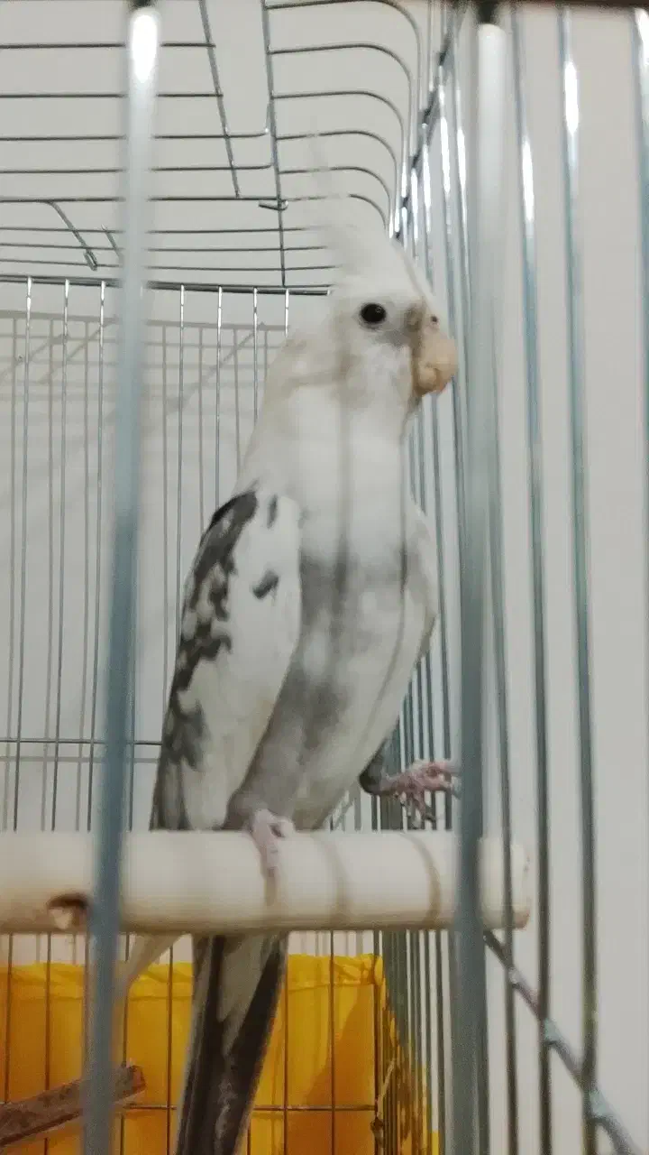 عروس هلندی آلبینو دوکت|پرنده|قدس, شهرقدس|دیوار